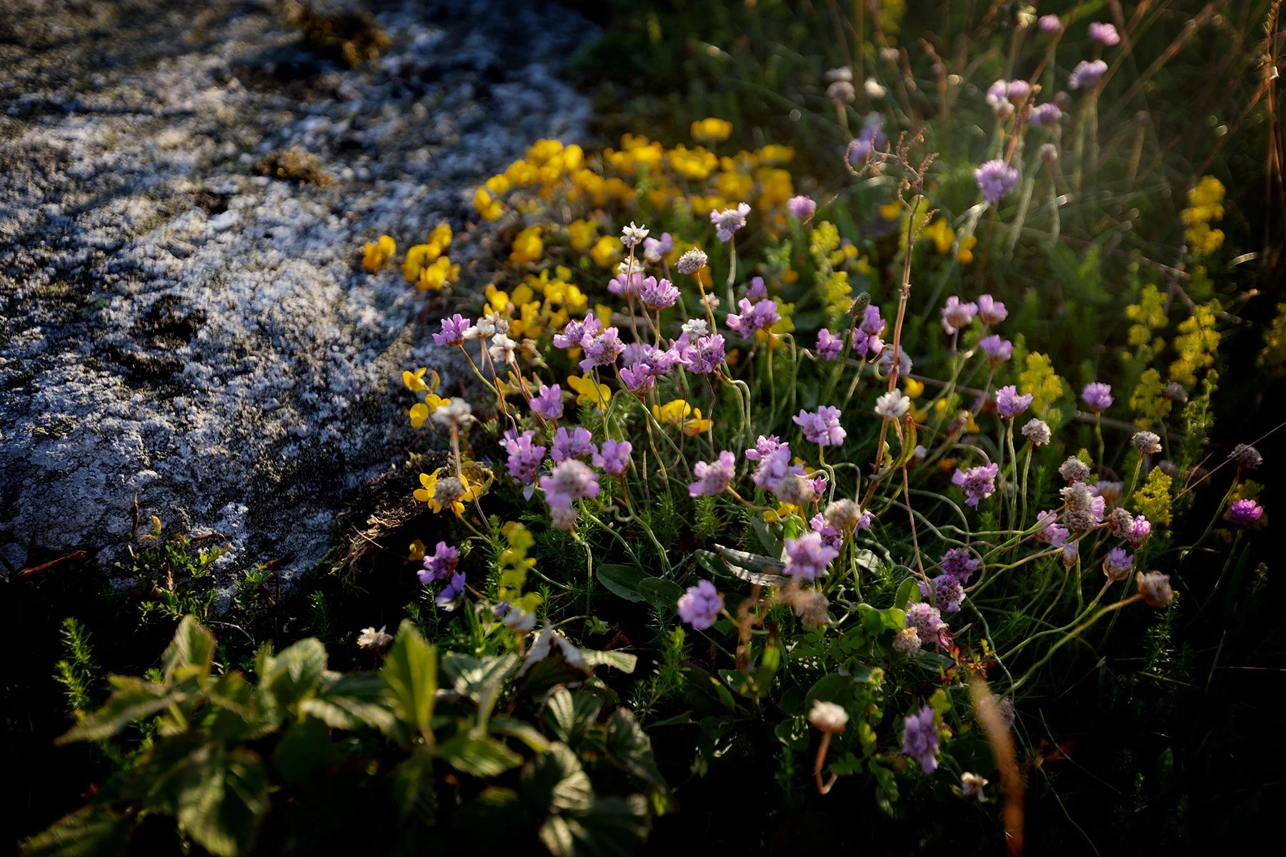 blogg-240625fyrenkvallsdopp2.jpg