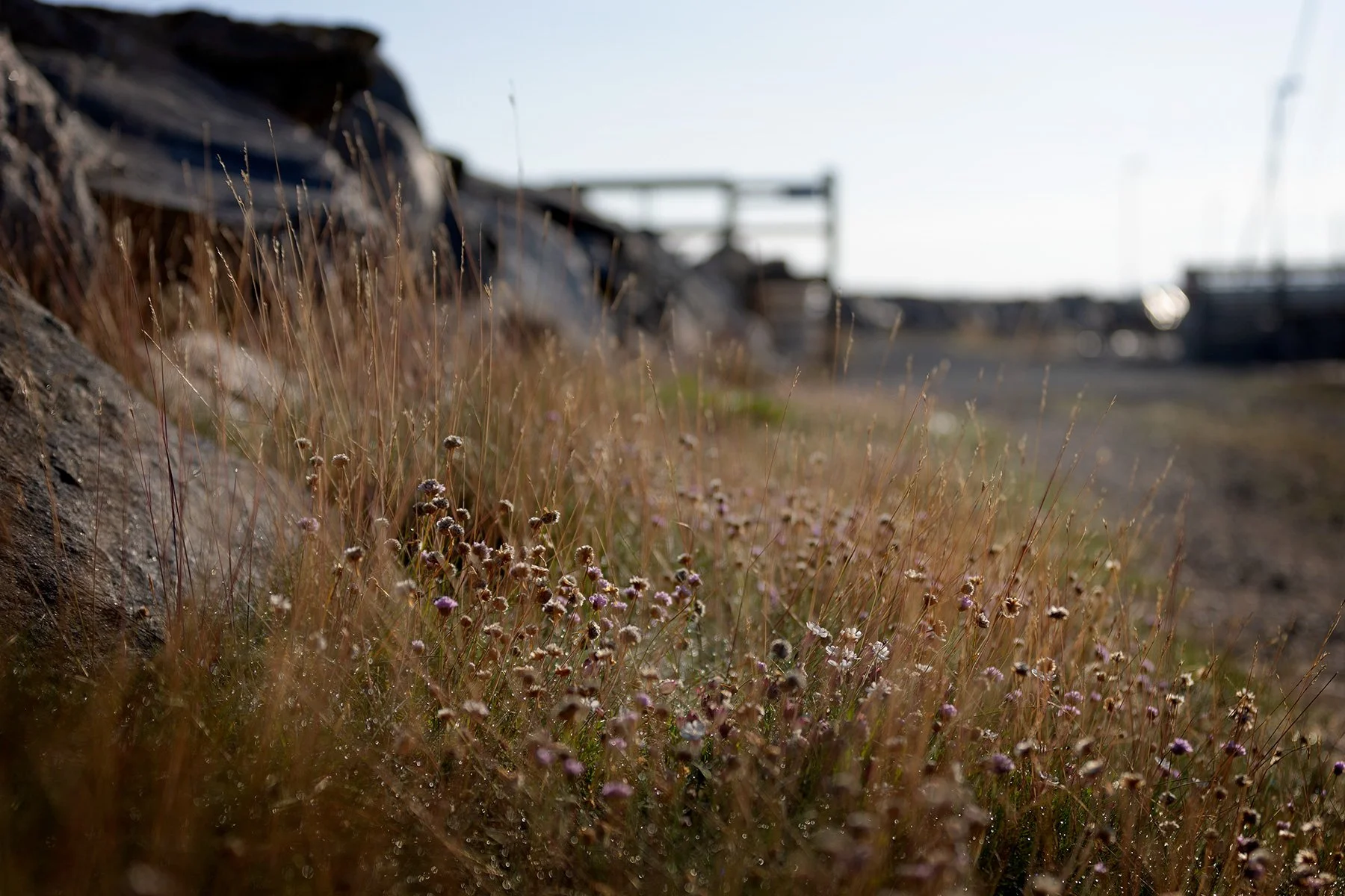 blogg-240626morgondopp7.jpg