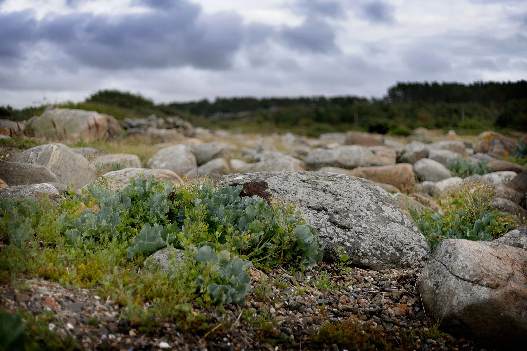 blogg-240715fyrenbertilliam16.jpg