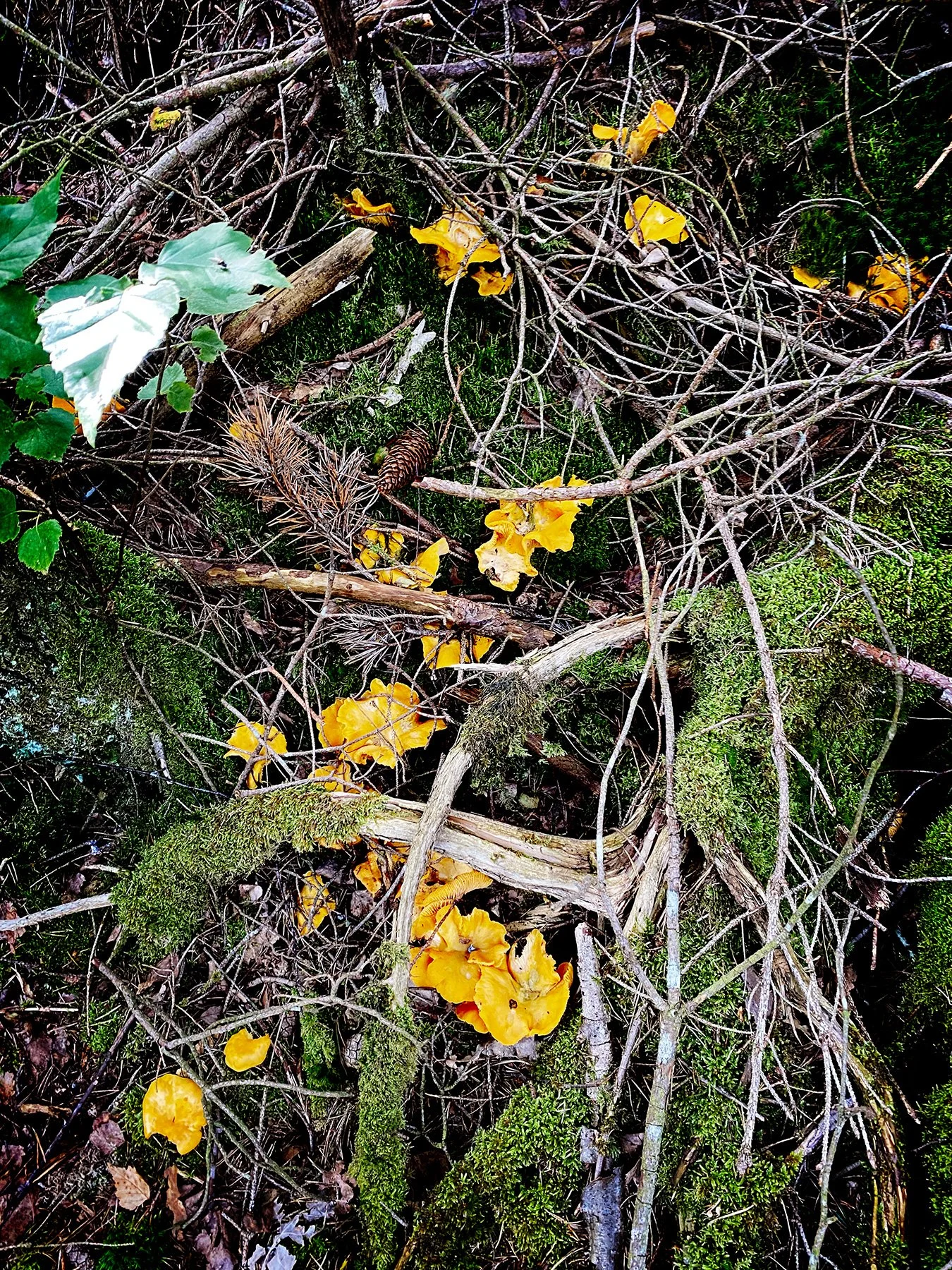 blogg-240724svampskog2.jpg