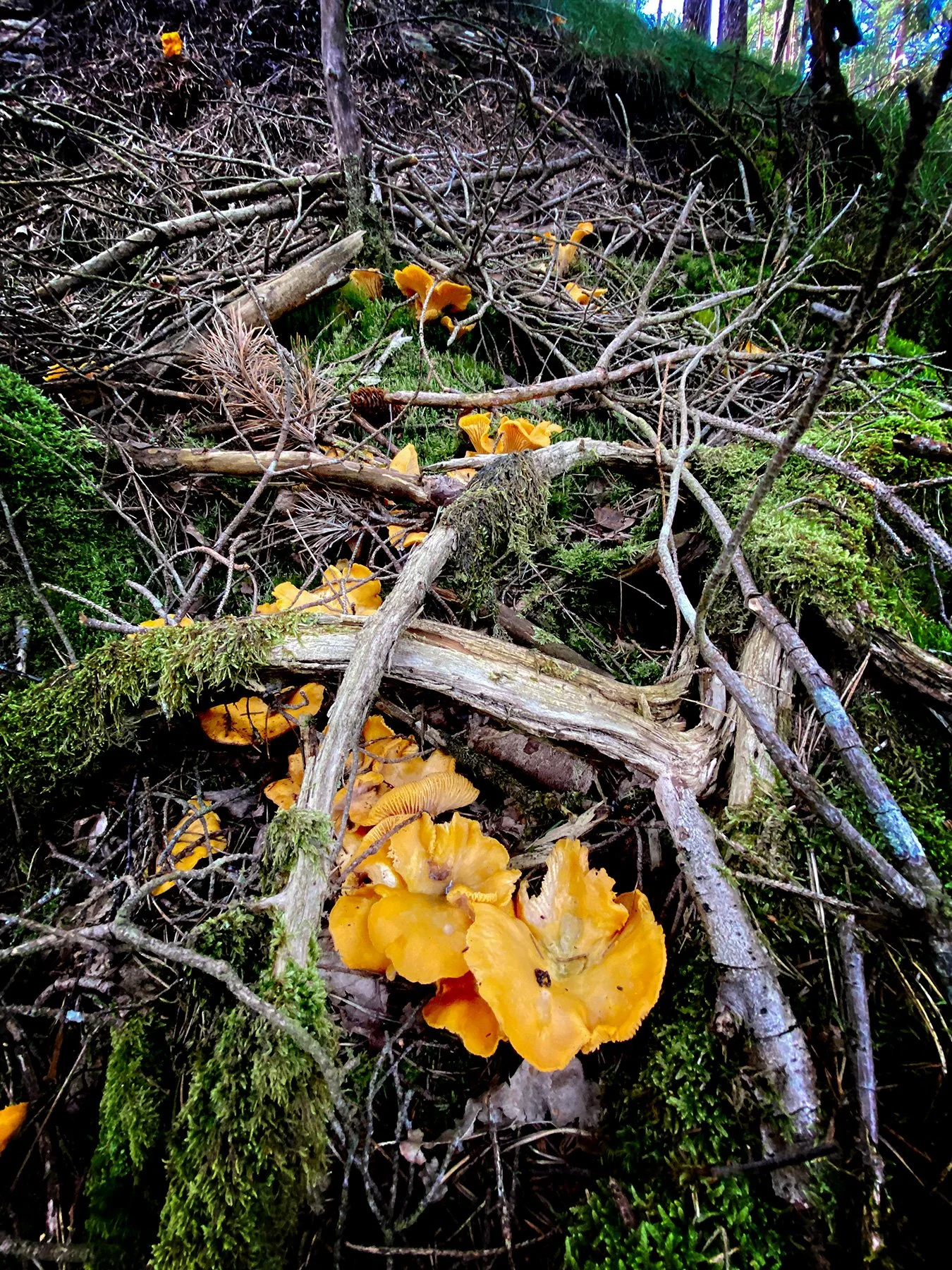 blogg-240724svampskog4.jpg