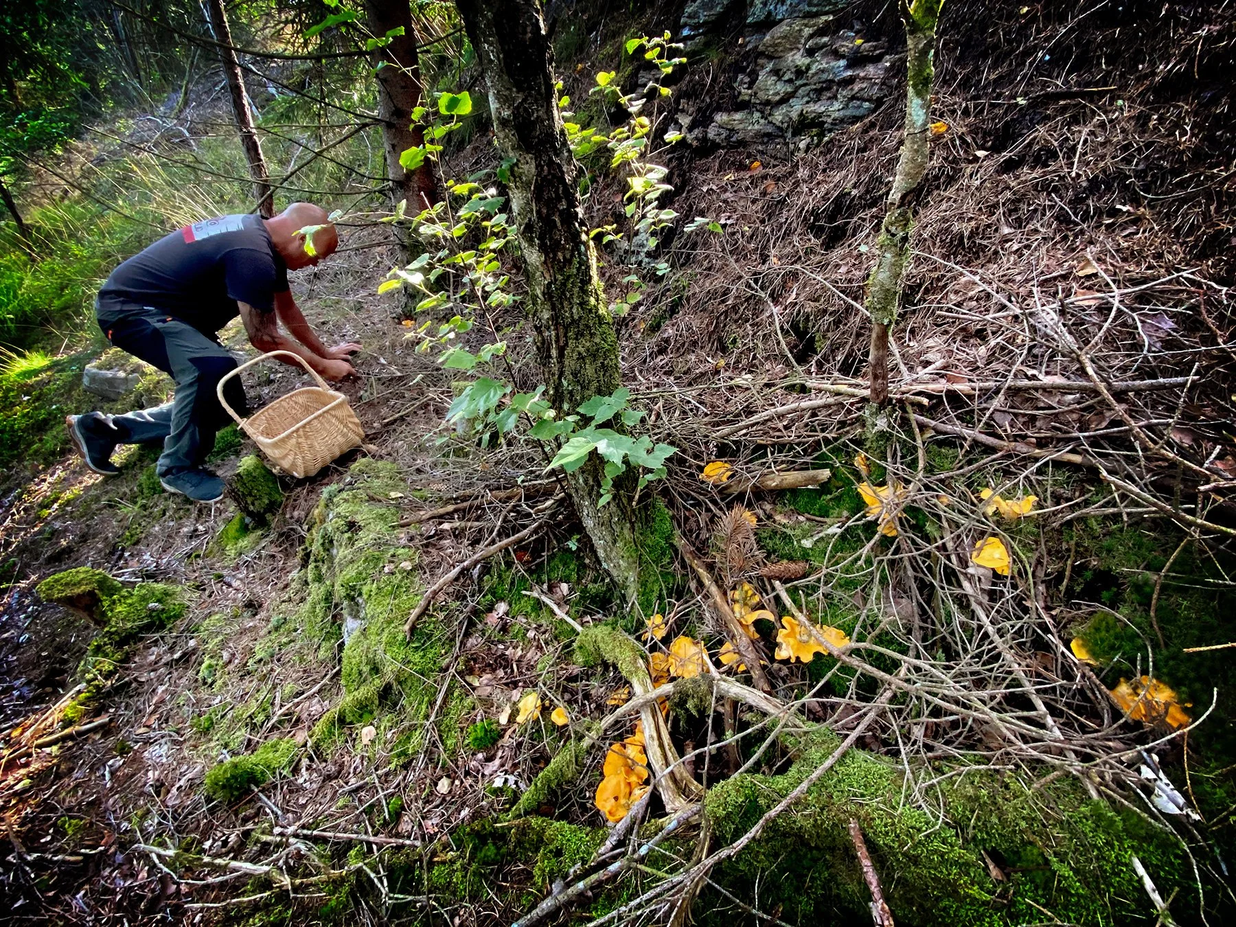 blogg-240724svampskog5.jpg