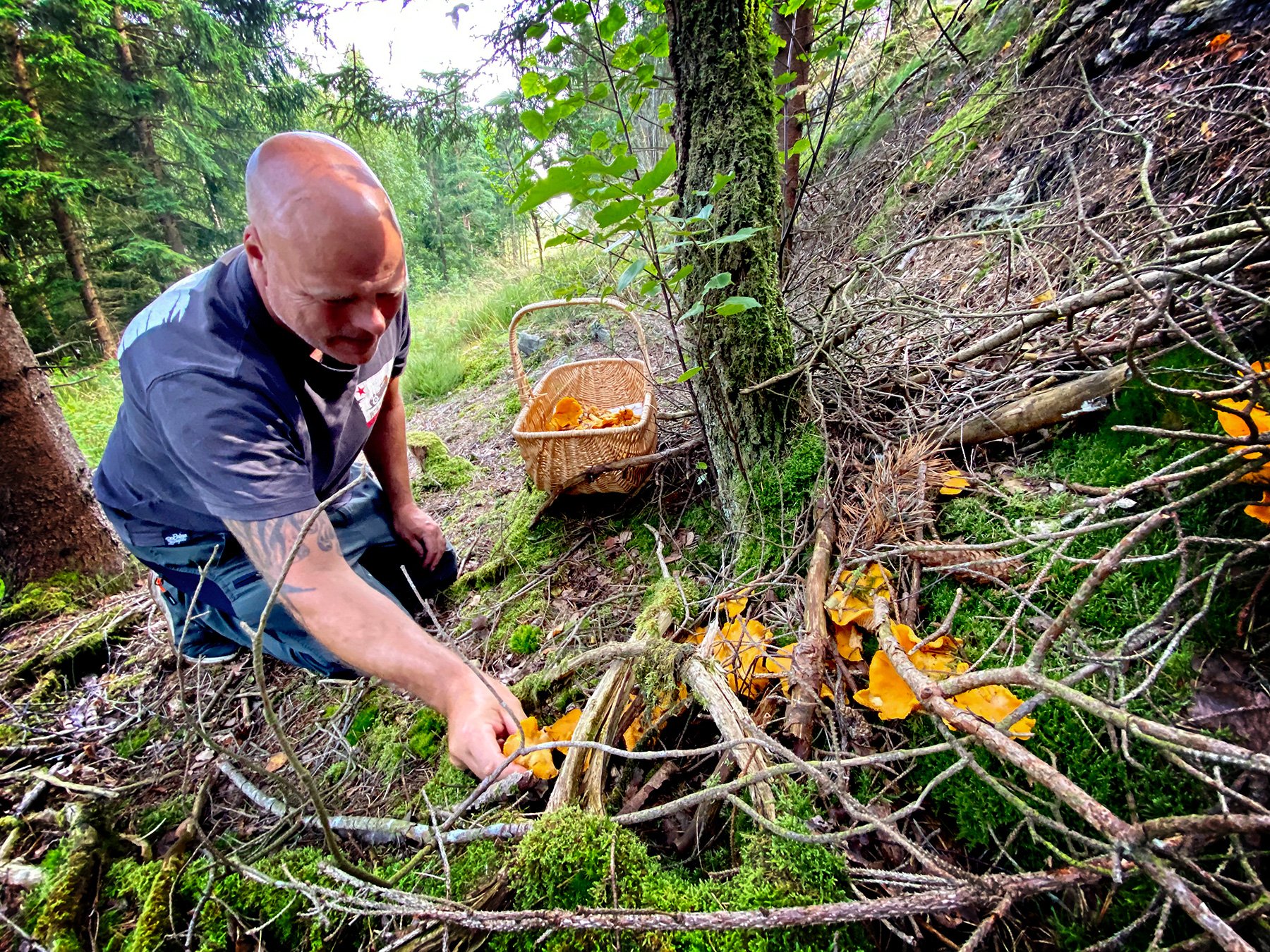blogg-240724svampskog7.jpg