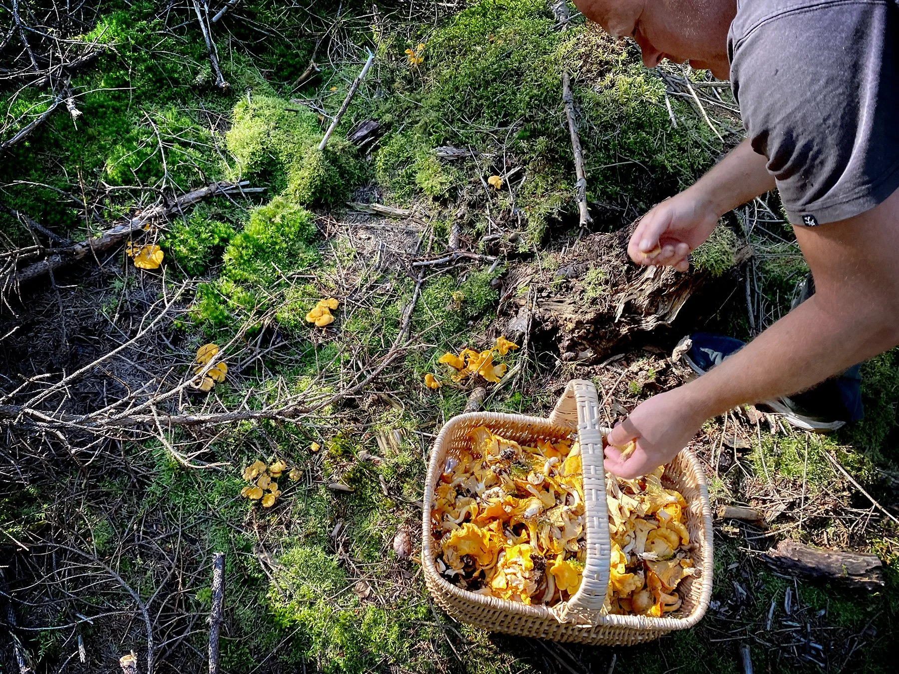 blogg-240724svampskog9.jpg