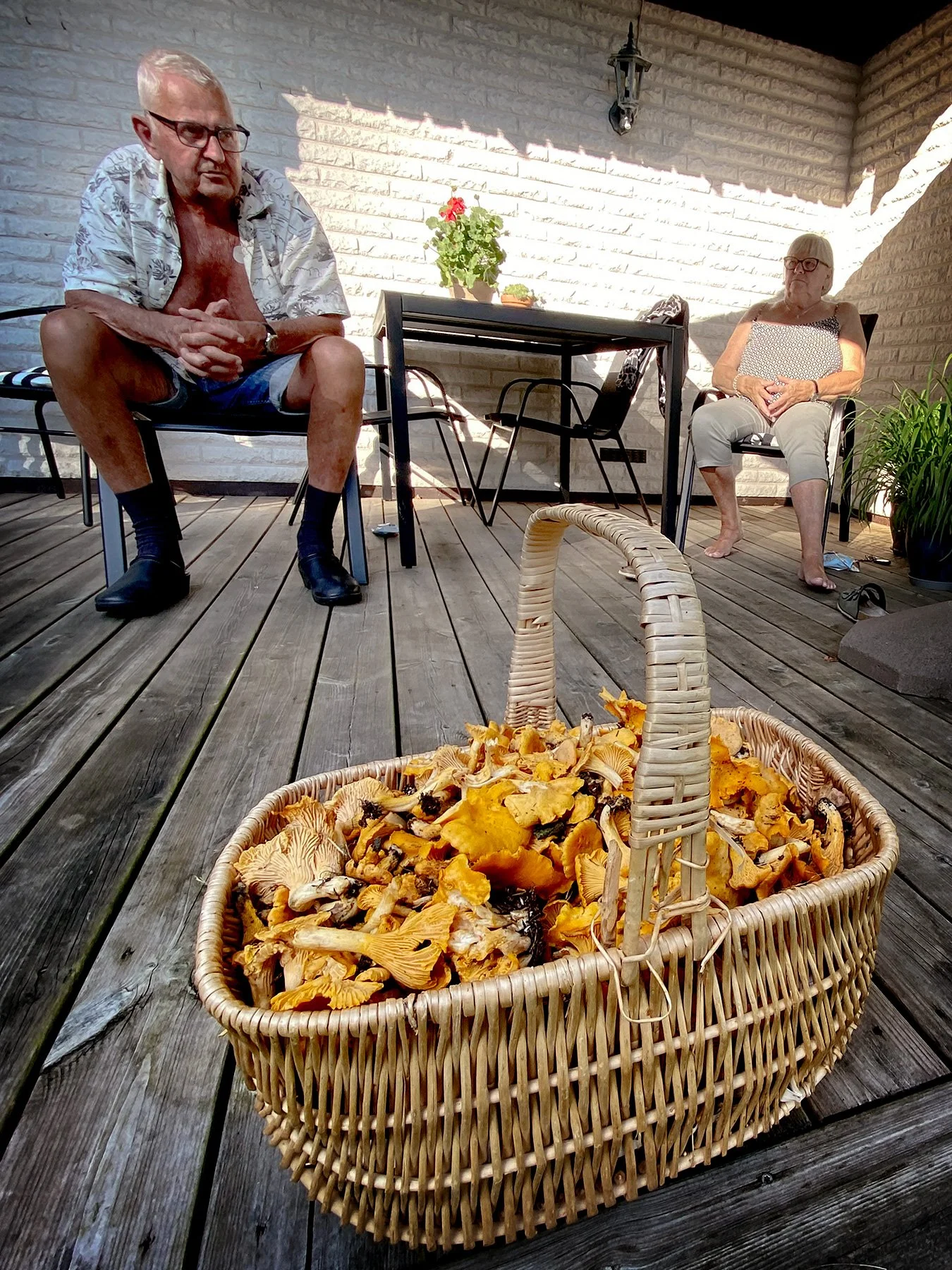 blogg-240724svampskog14.jpg