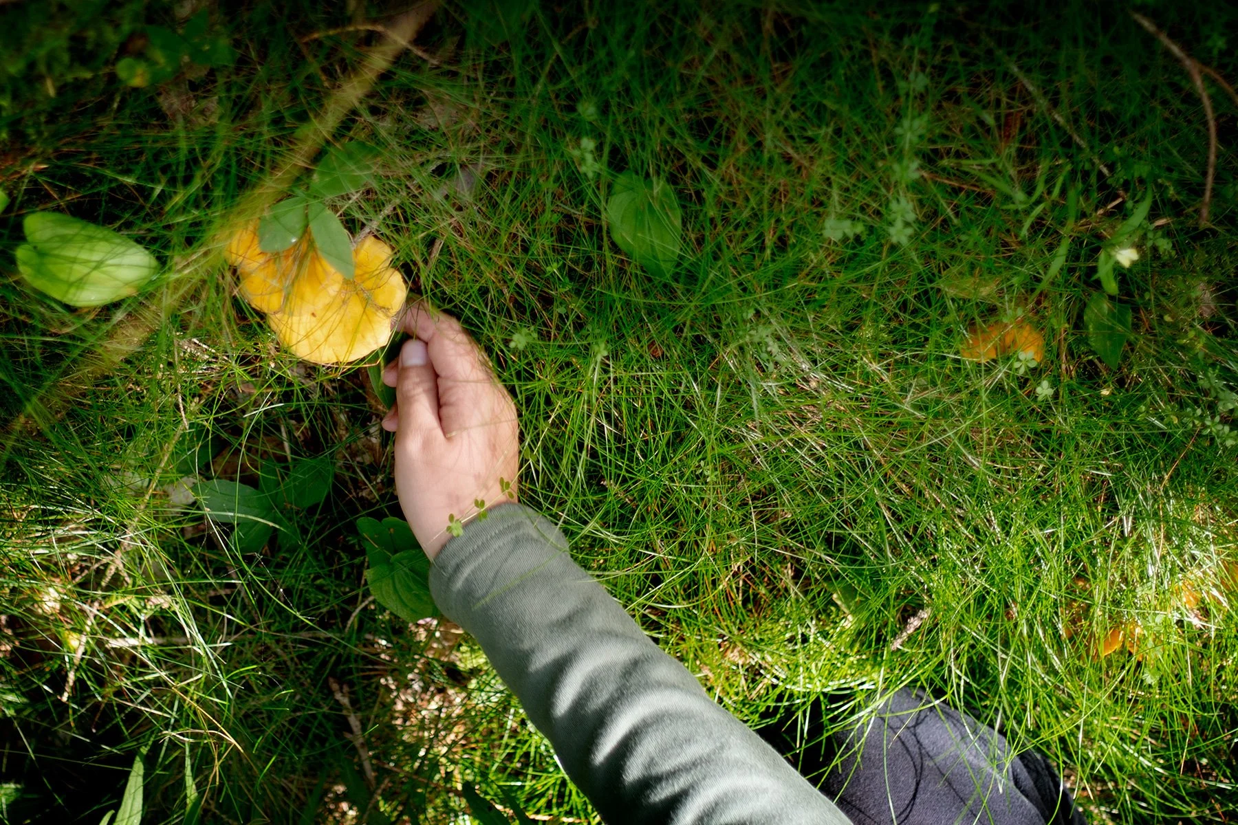 blogg-240731svampskog3.jpg