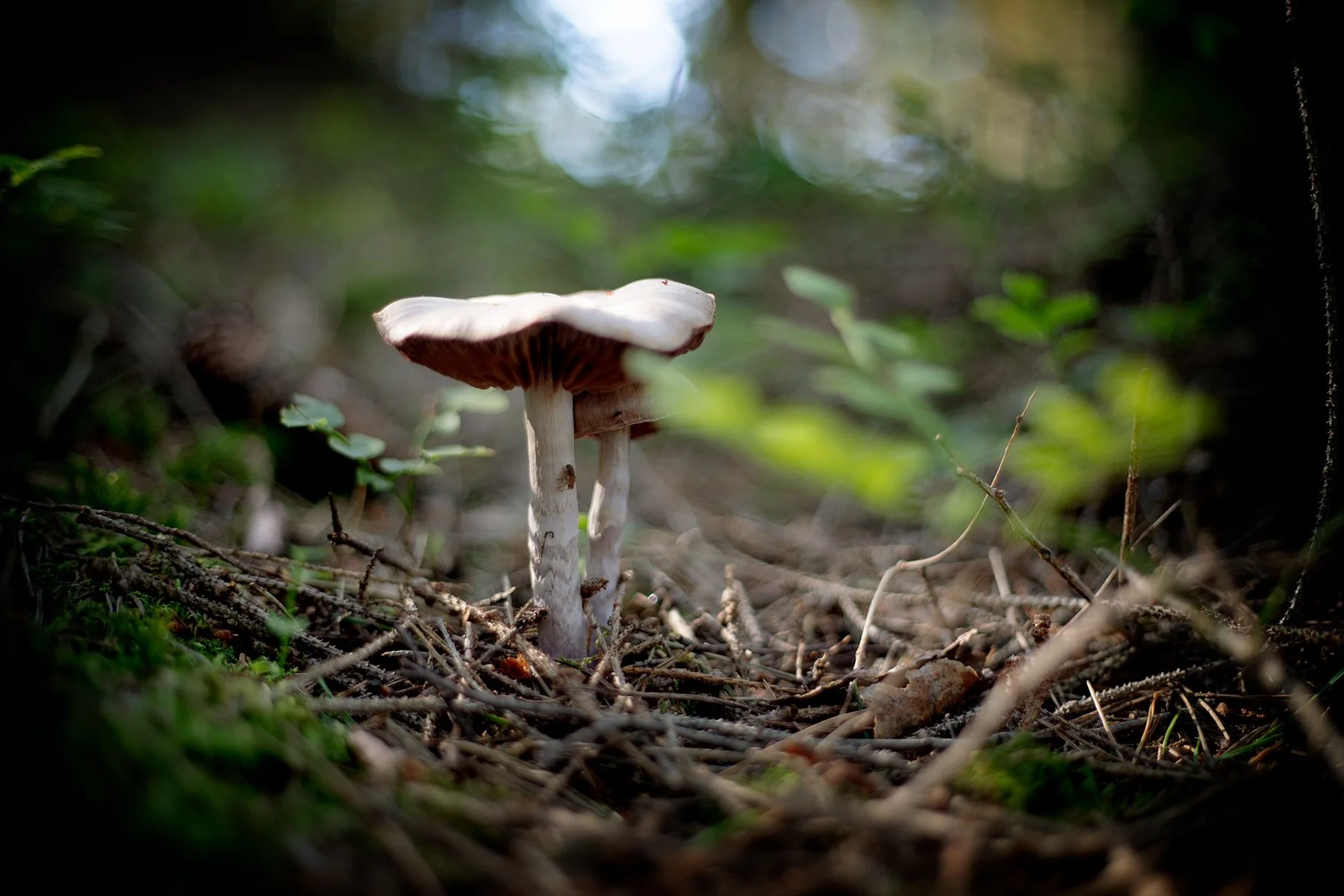 blogg-240731svampskog5.jpg