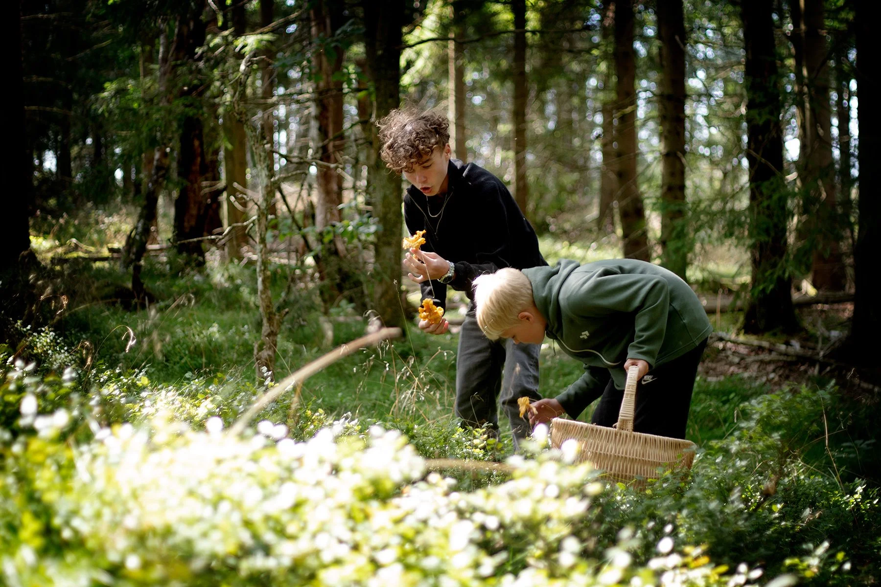 blogg-240731svampskog6.jpg
