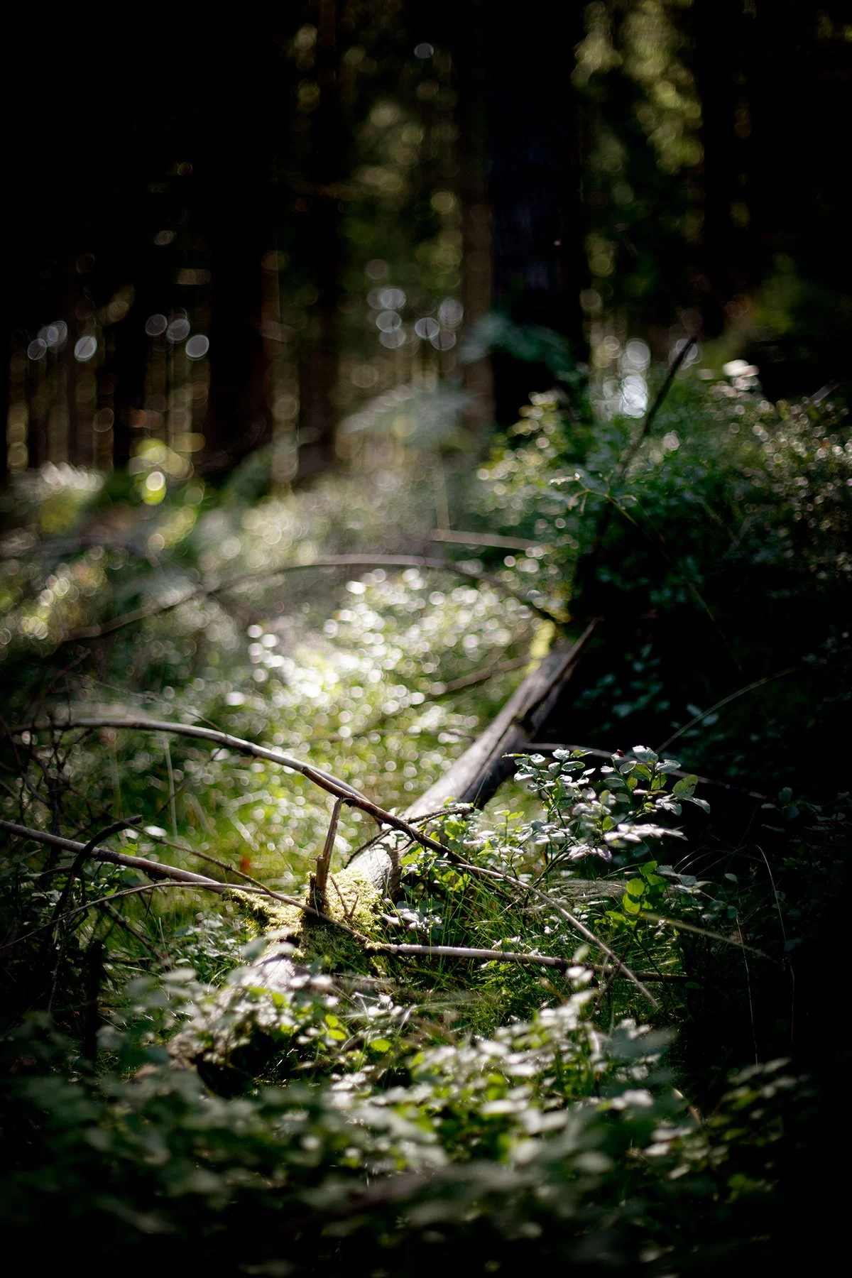 blogg-240731svampskog8.jpg