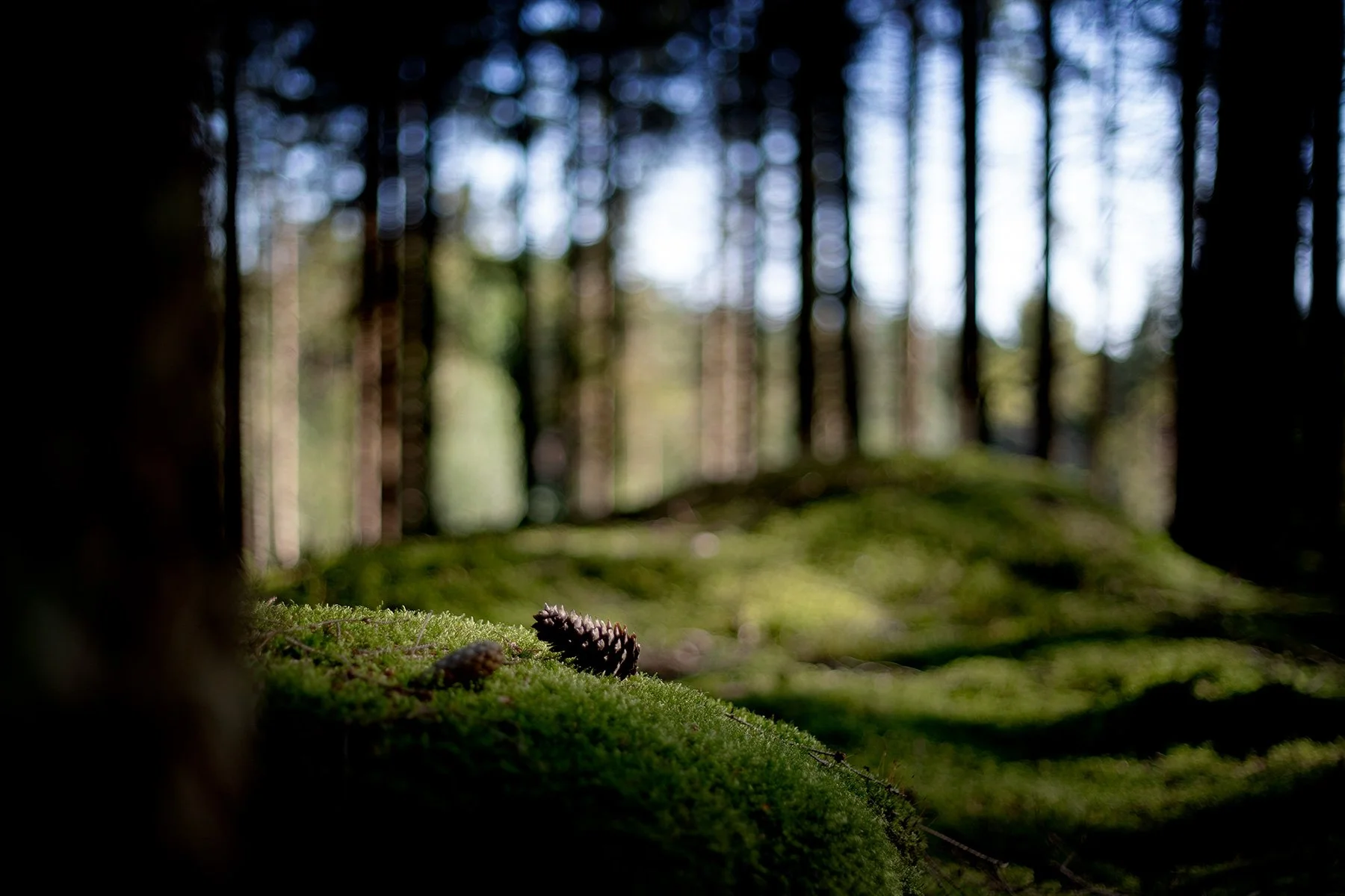blogg-240731svampskog11.jpg