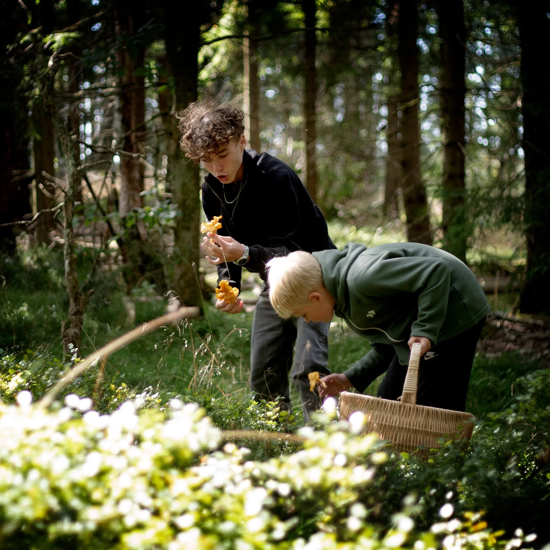 Skogen