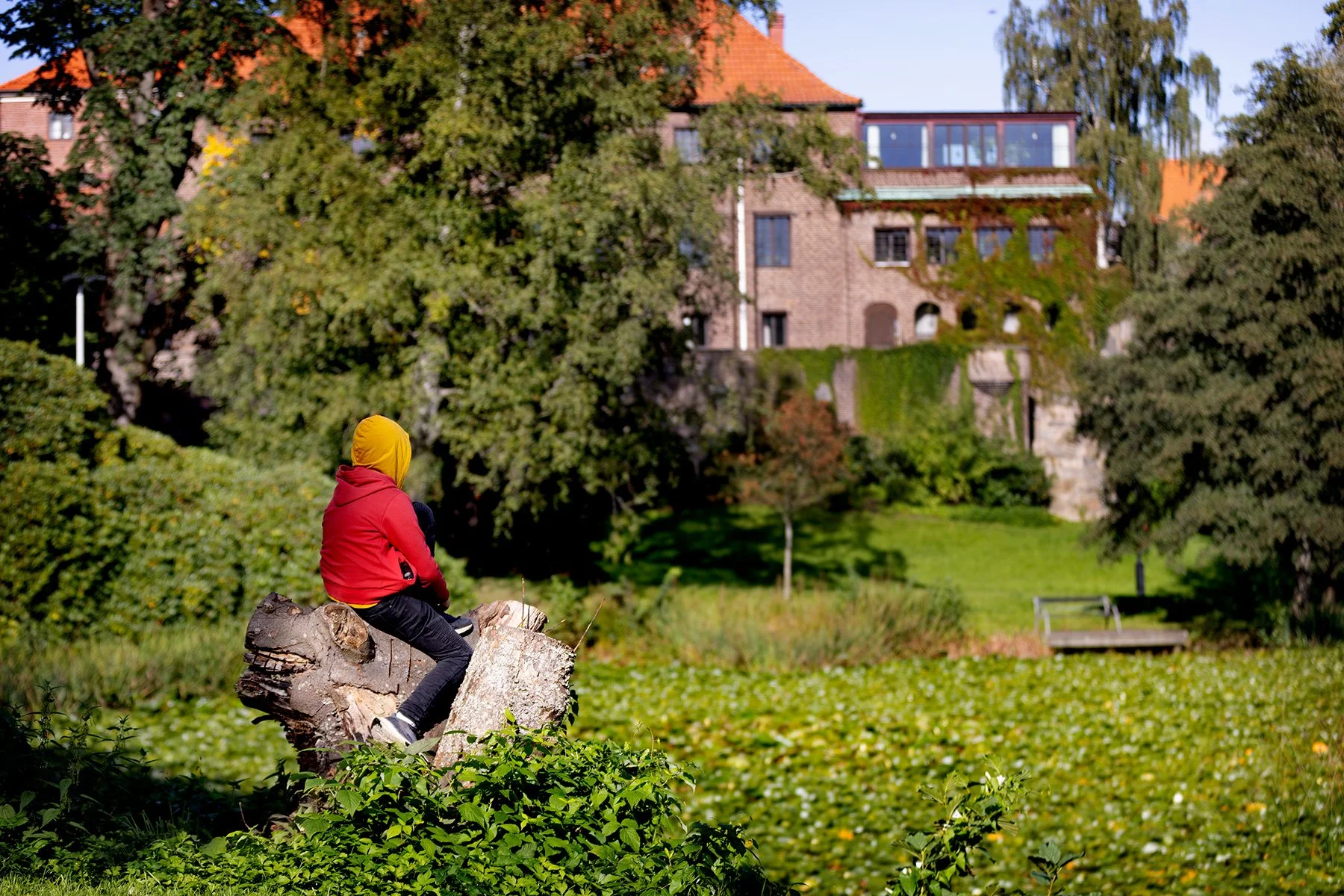 Pojken och näckrosdammen