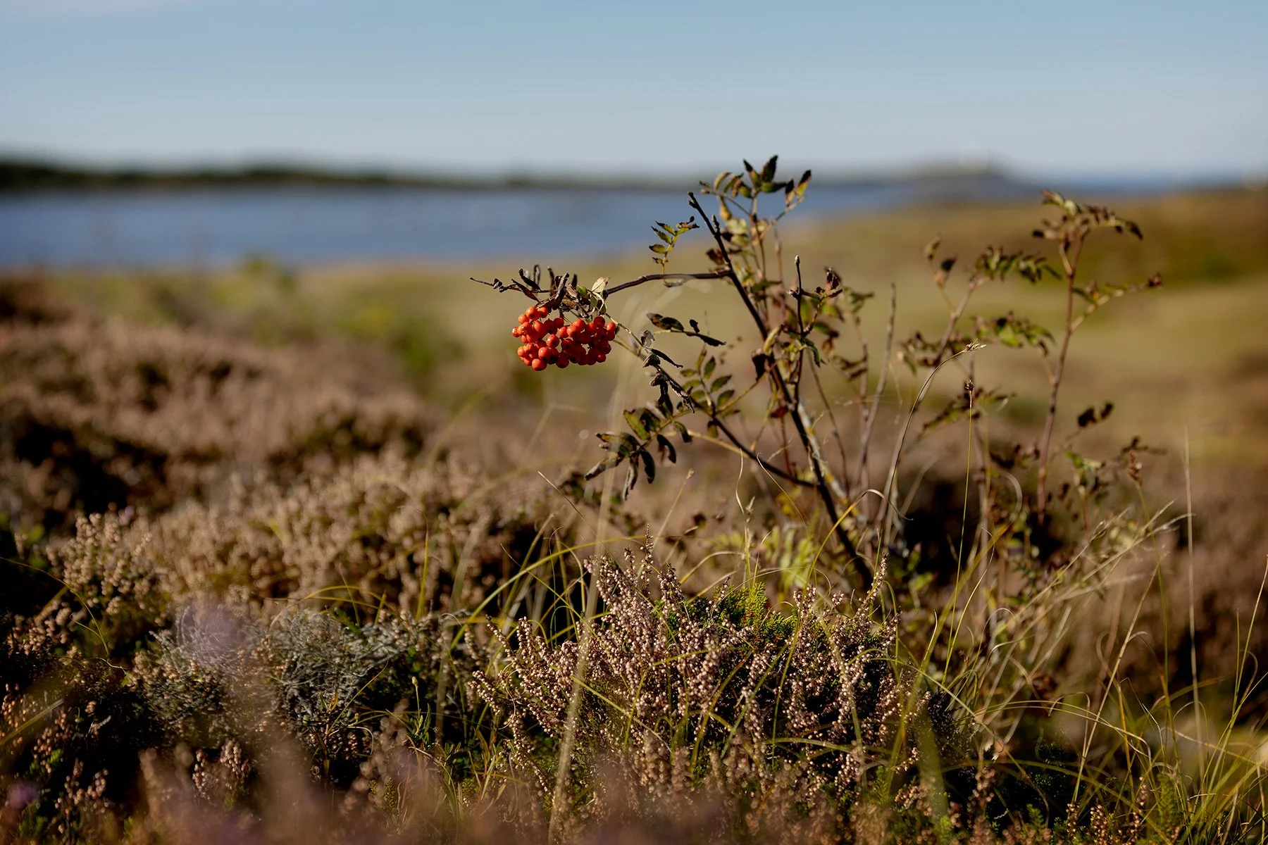 blogg-240917balepromenad10.jpg