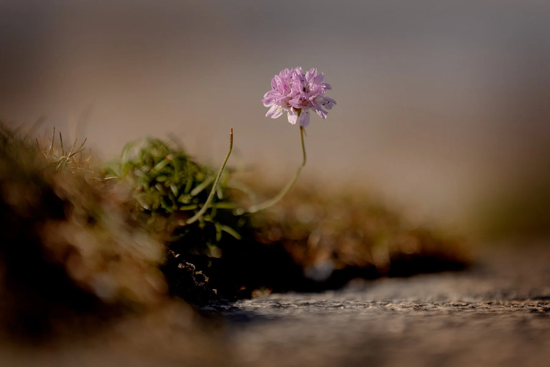 blogg-240917balepromenad18.jpg
