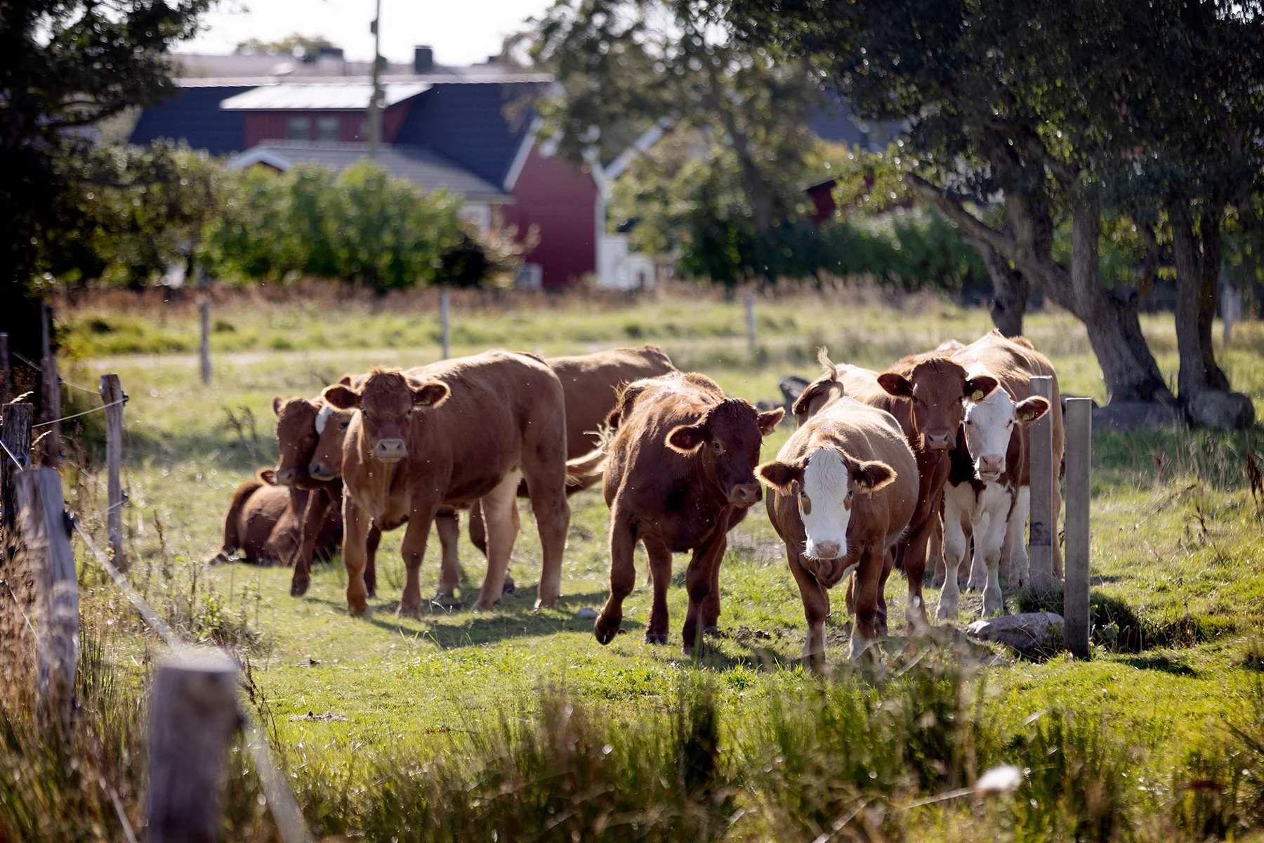 blogg-240917balepromenad23.jpg