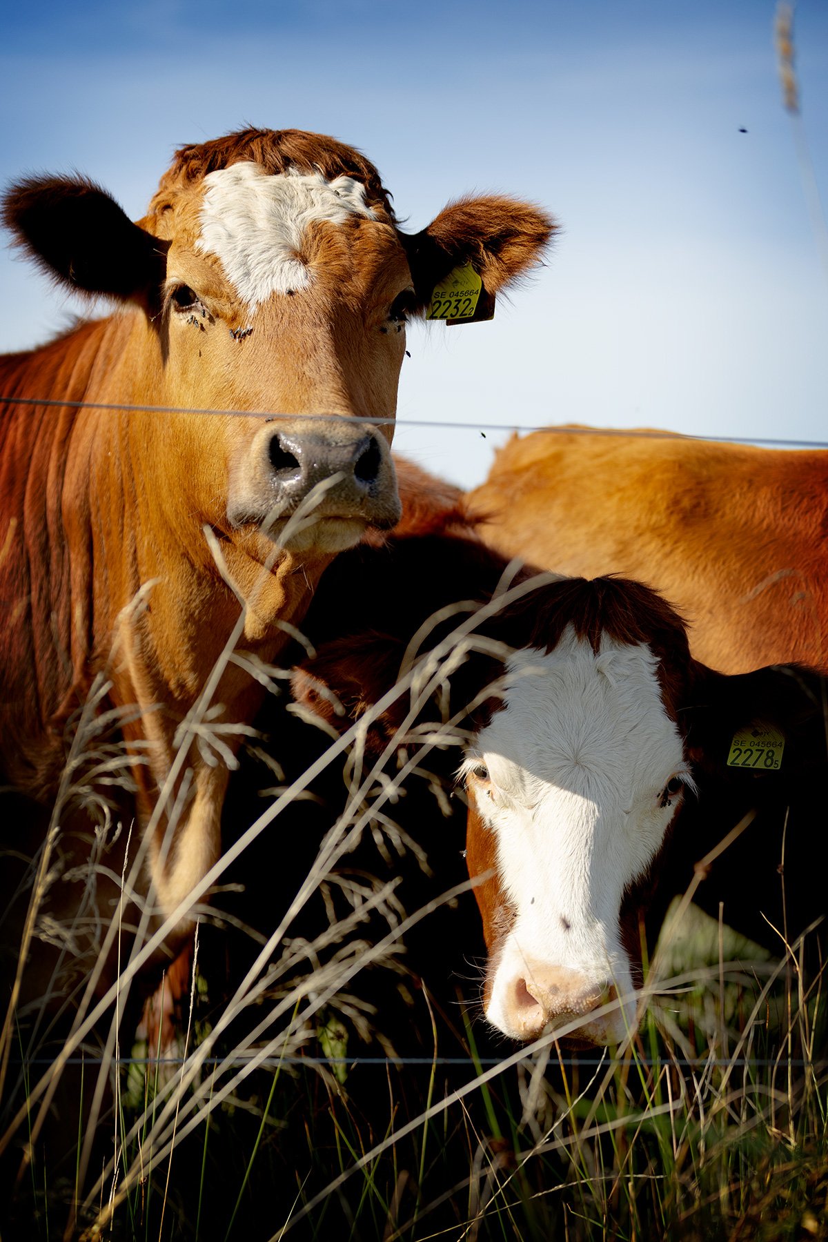 blogg-240917balepromenad24.jpg