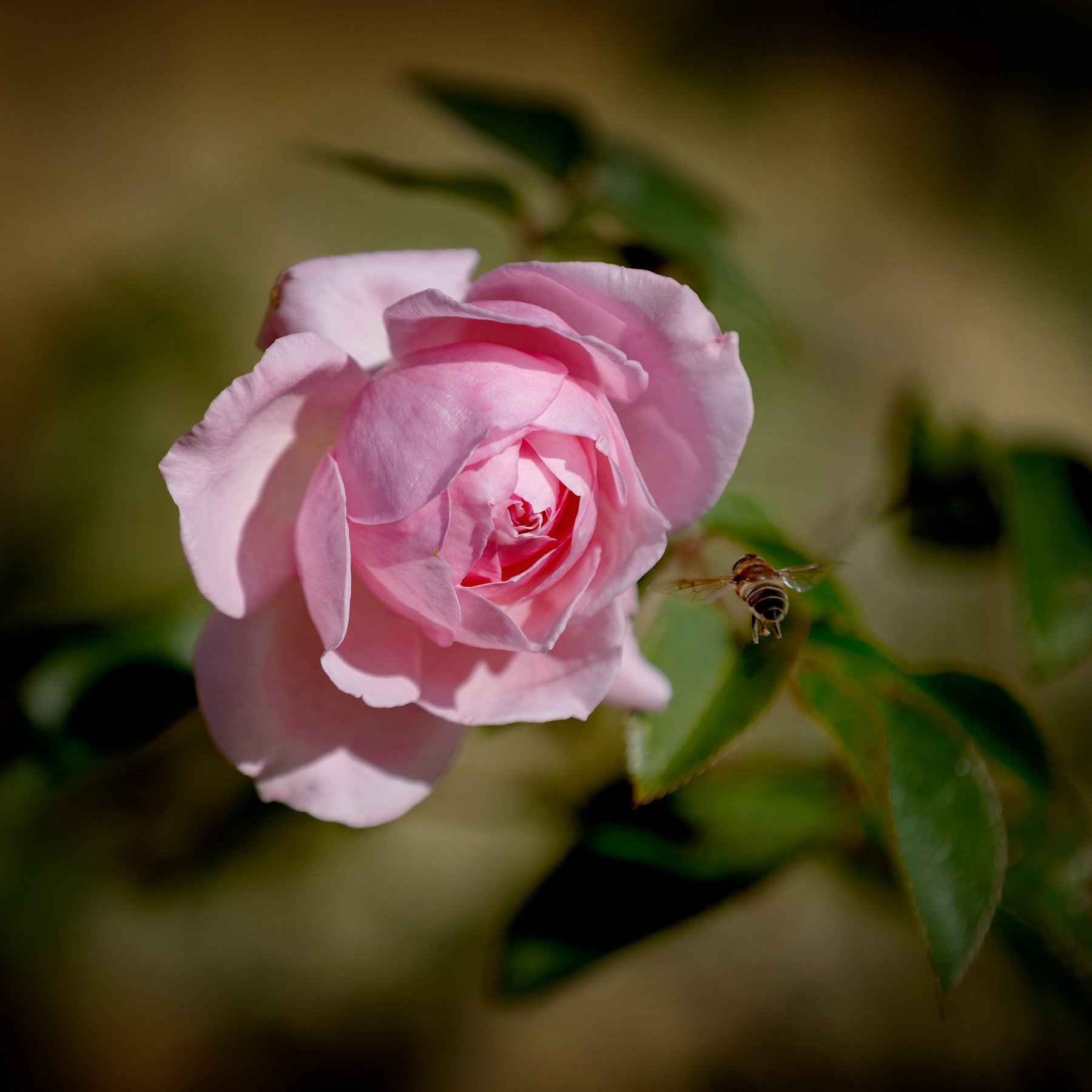 blogg-240917septemberros.jpg