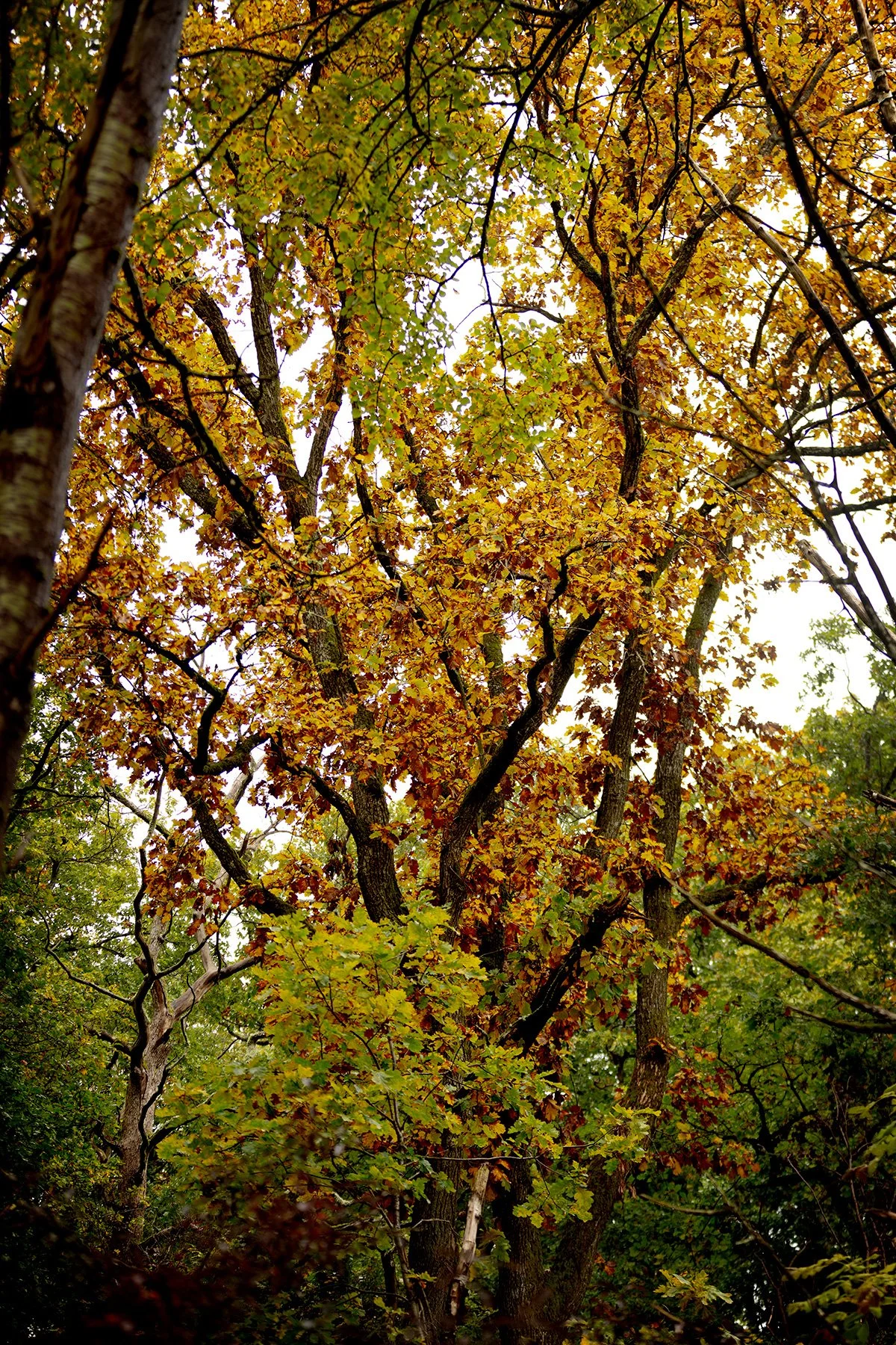 blogg-241009veddigepromenad2.jpg