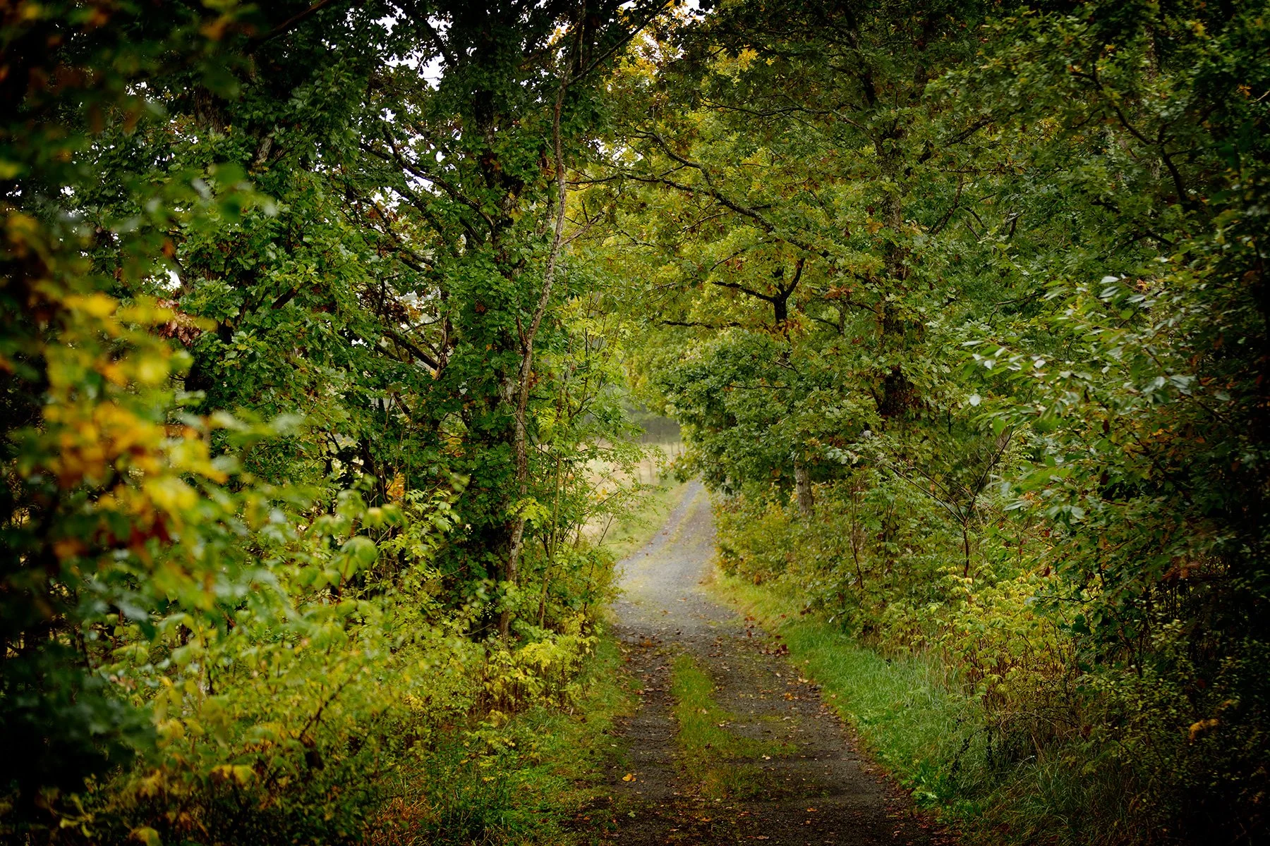 blogg-241009veddigepromenad3.jpg