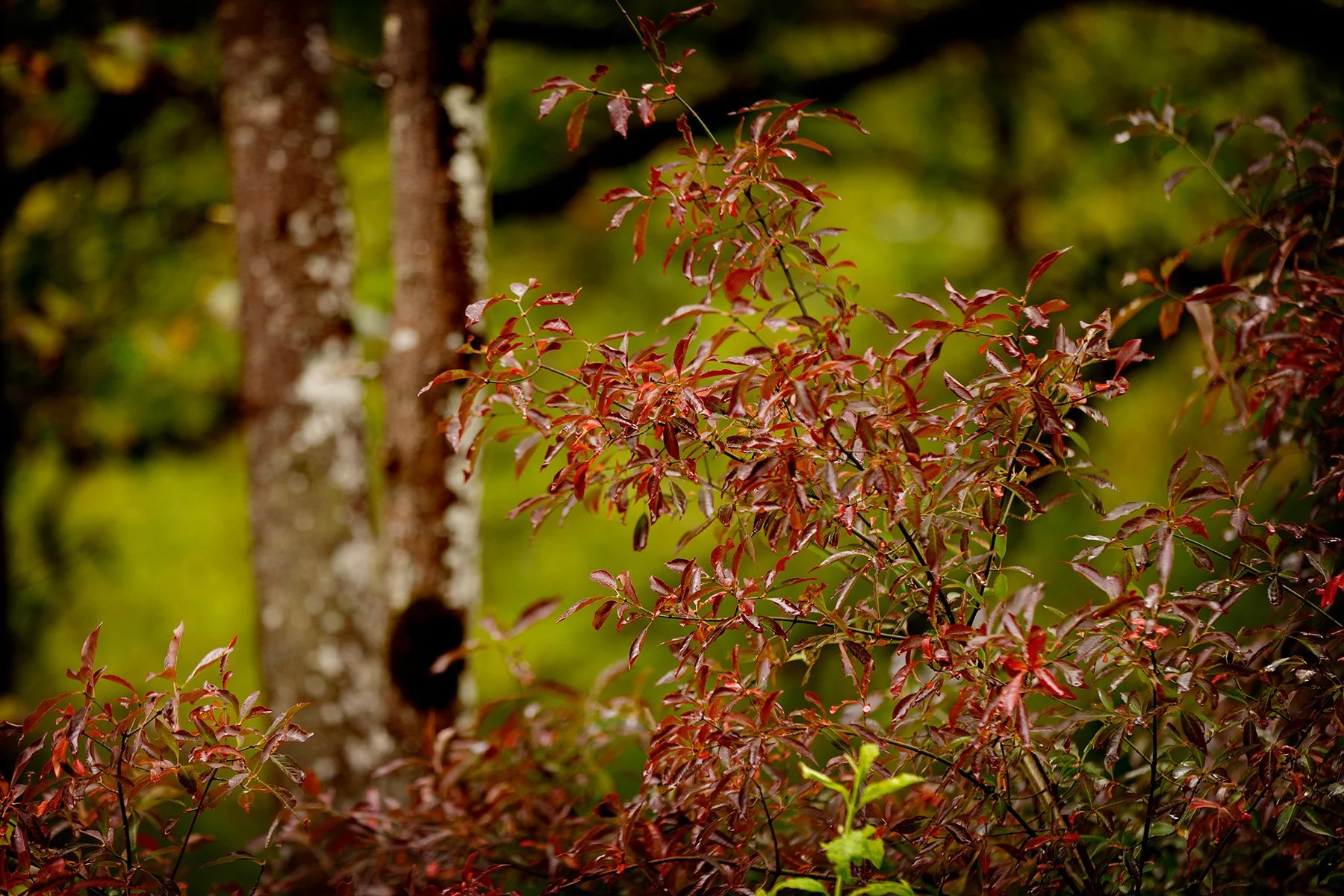 blogg-241009veddigepromenad4.jpg