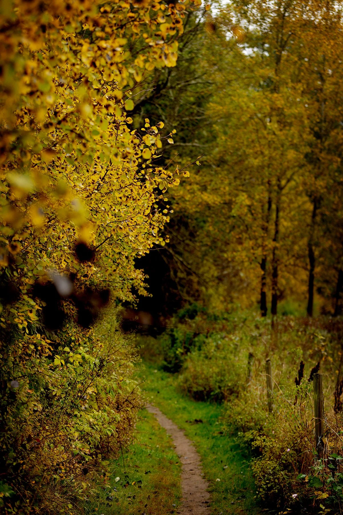 blogg-241009veddigepromenad10.jpg