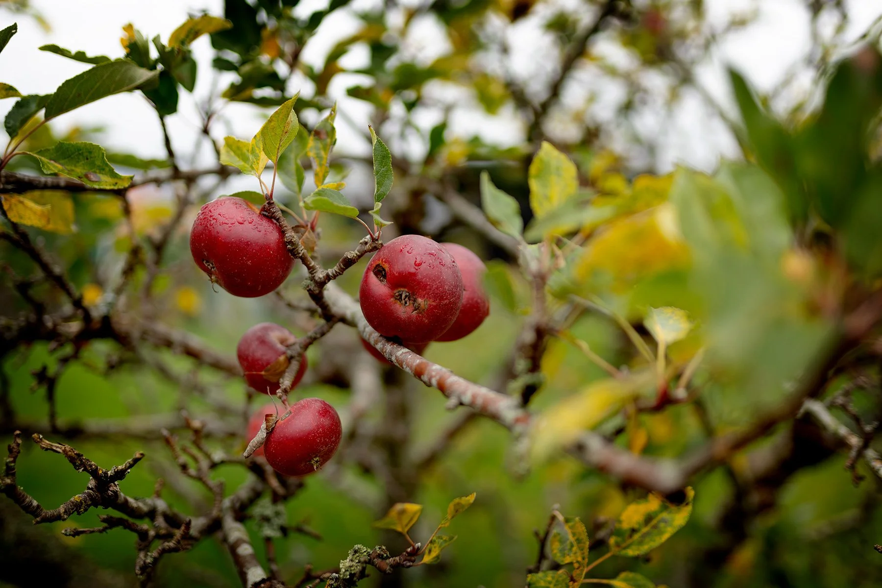 blogg-241026tradgarden2.jpg