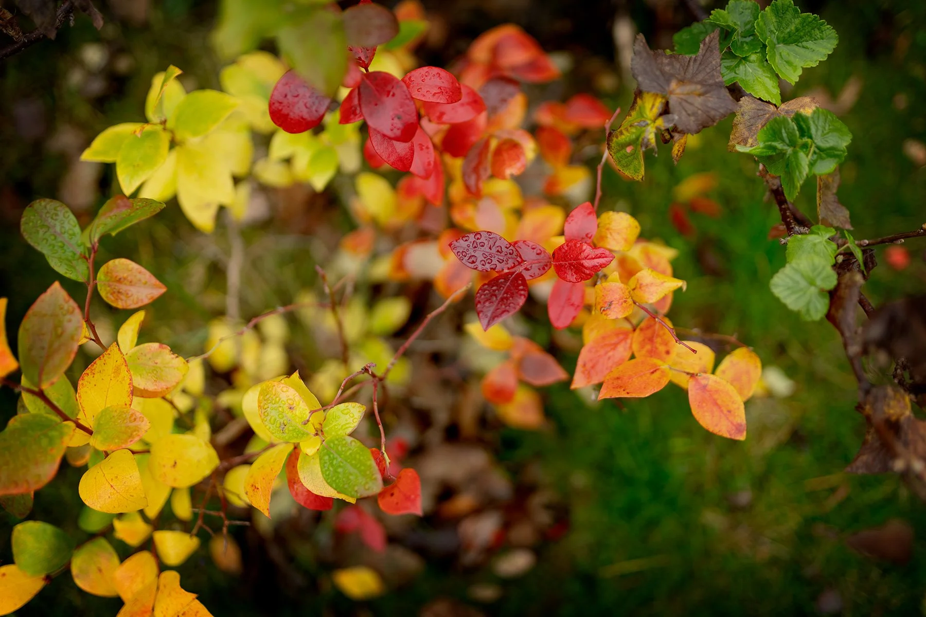 blogg-241026tradgarden1.jpg