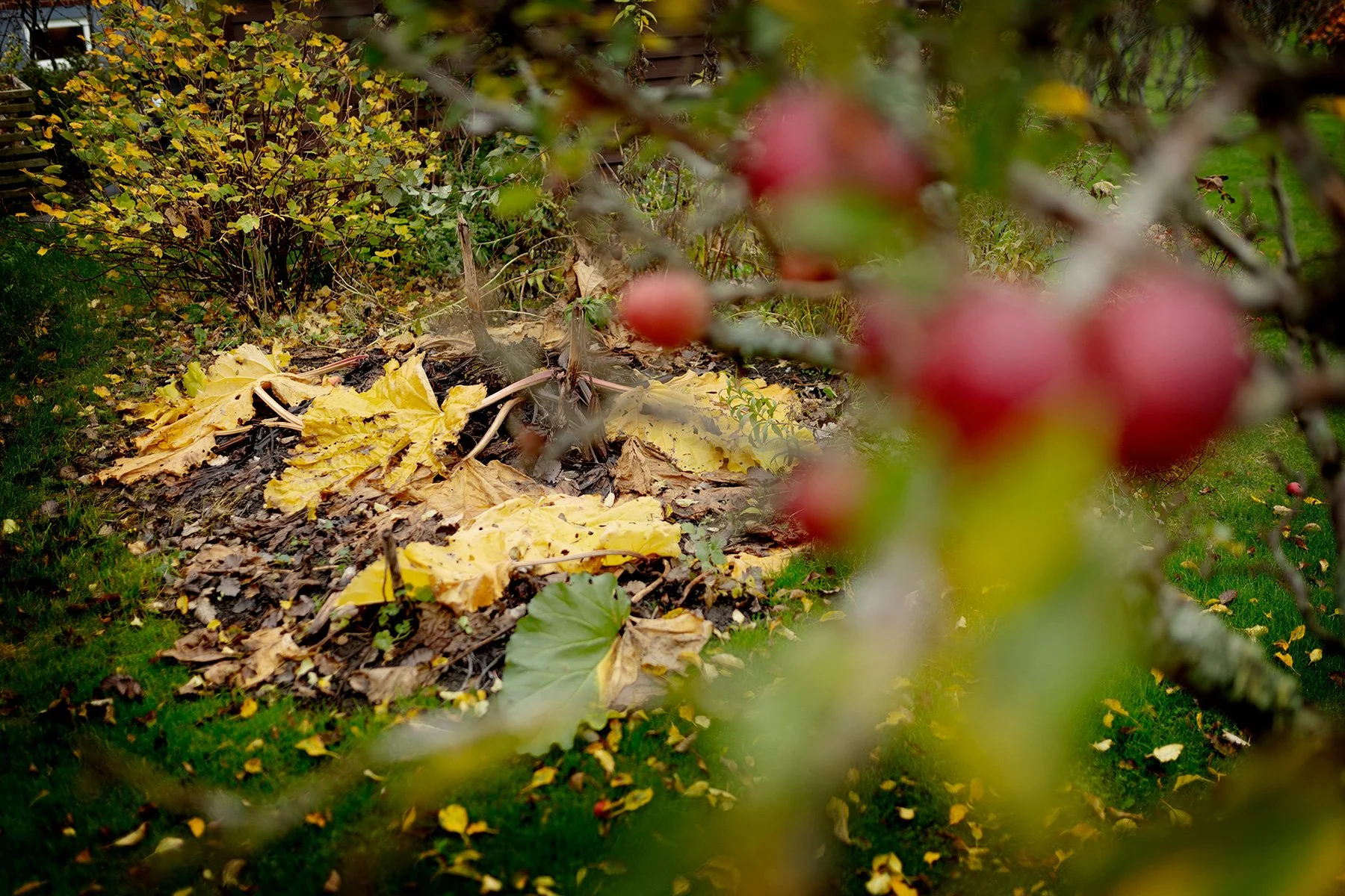 blogg-241026tradgarden3.jpg