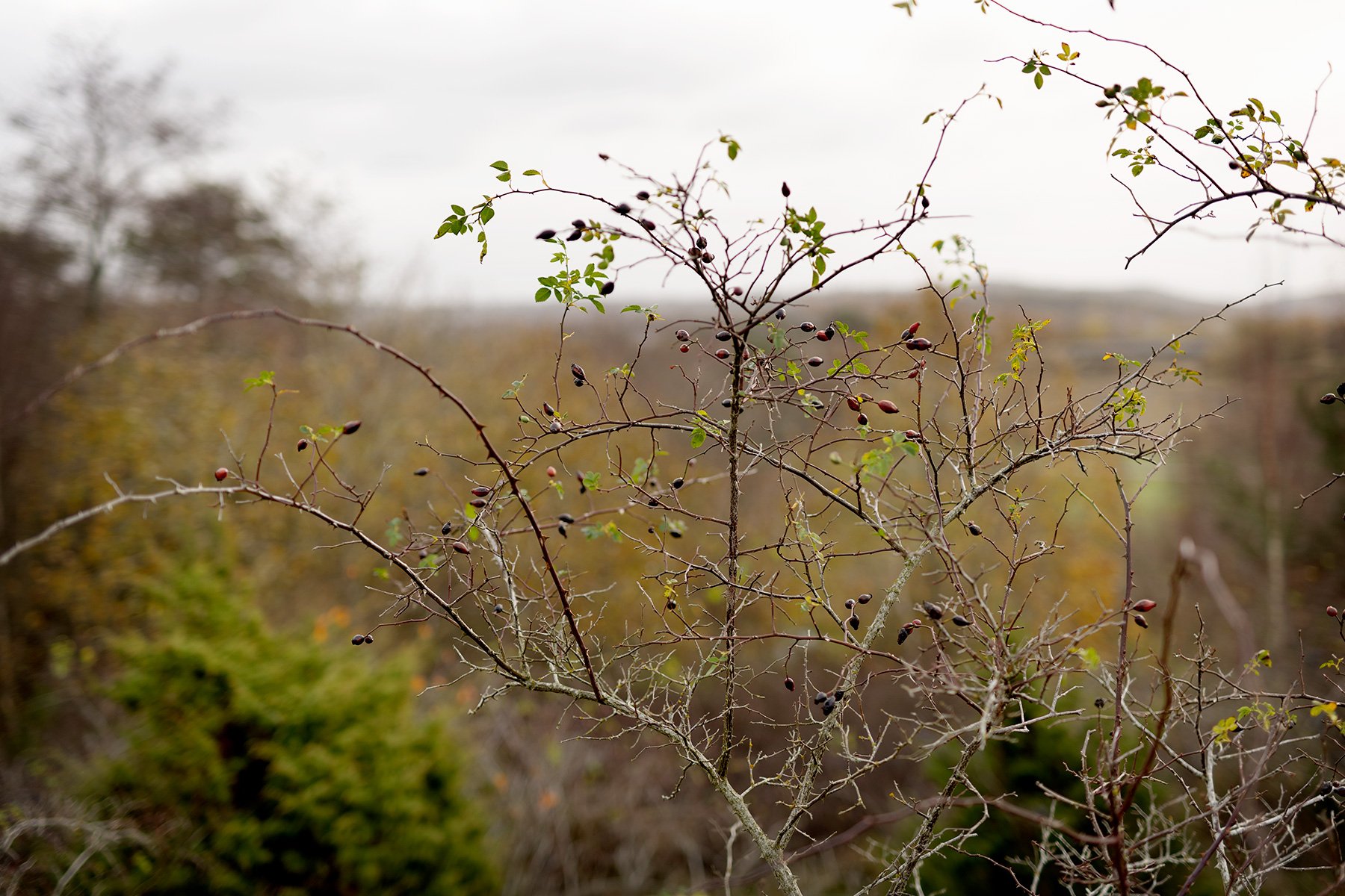 blogg-241030gamlavarberg20.jpg