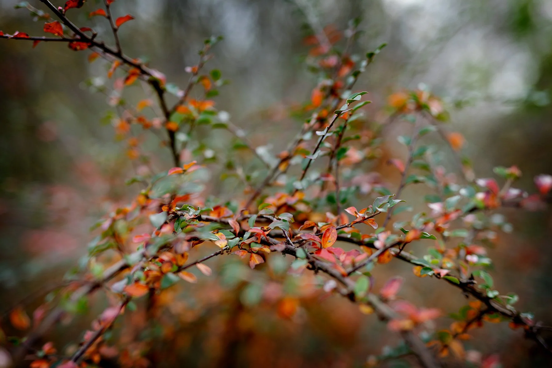 blogg-241030gamlavarberg22.jpg