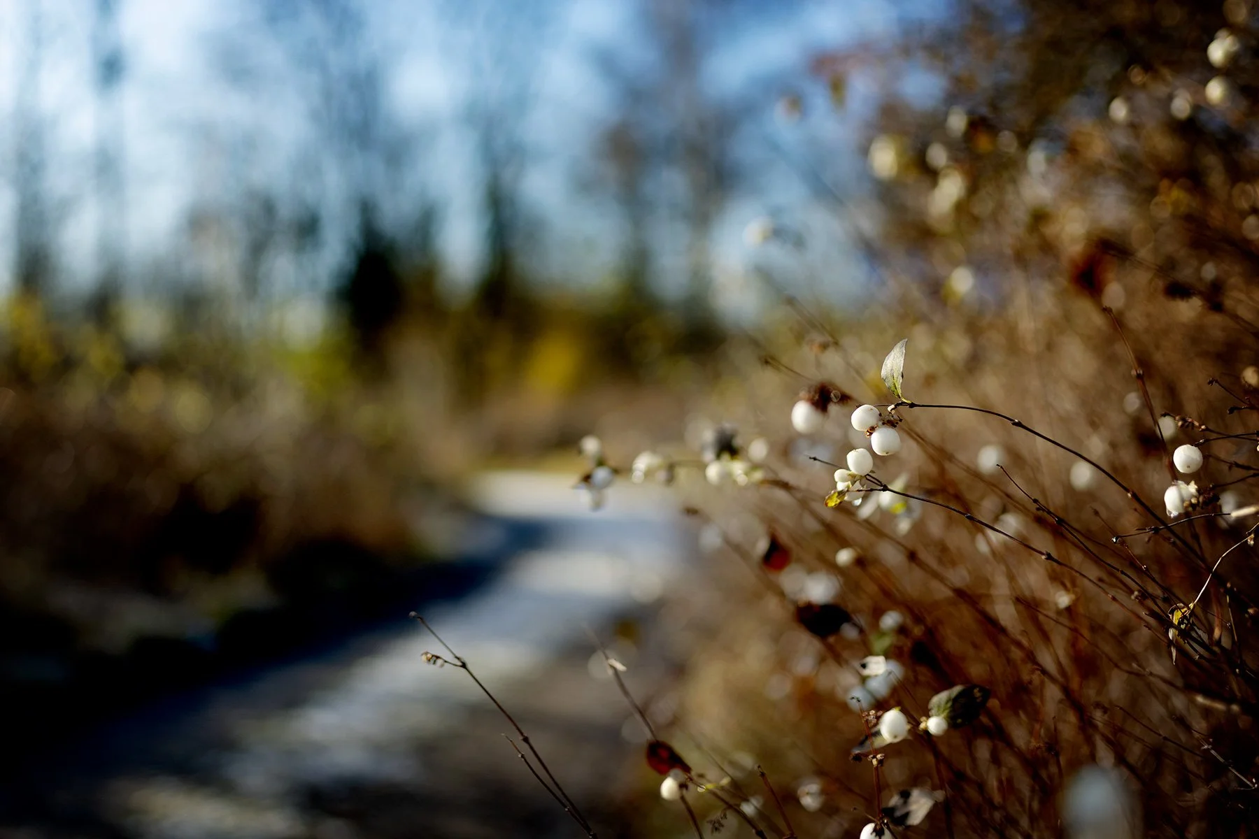 blogg-241120veddige9.jpg