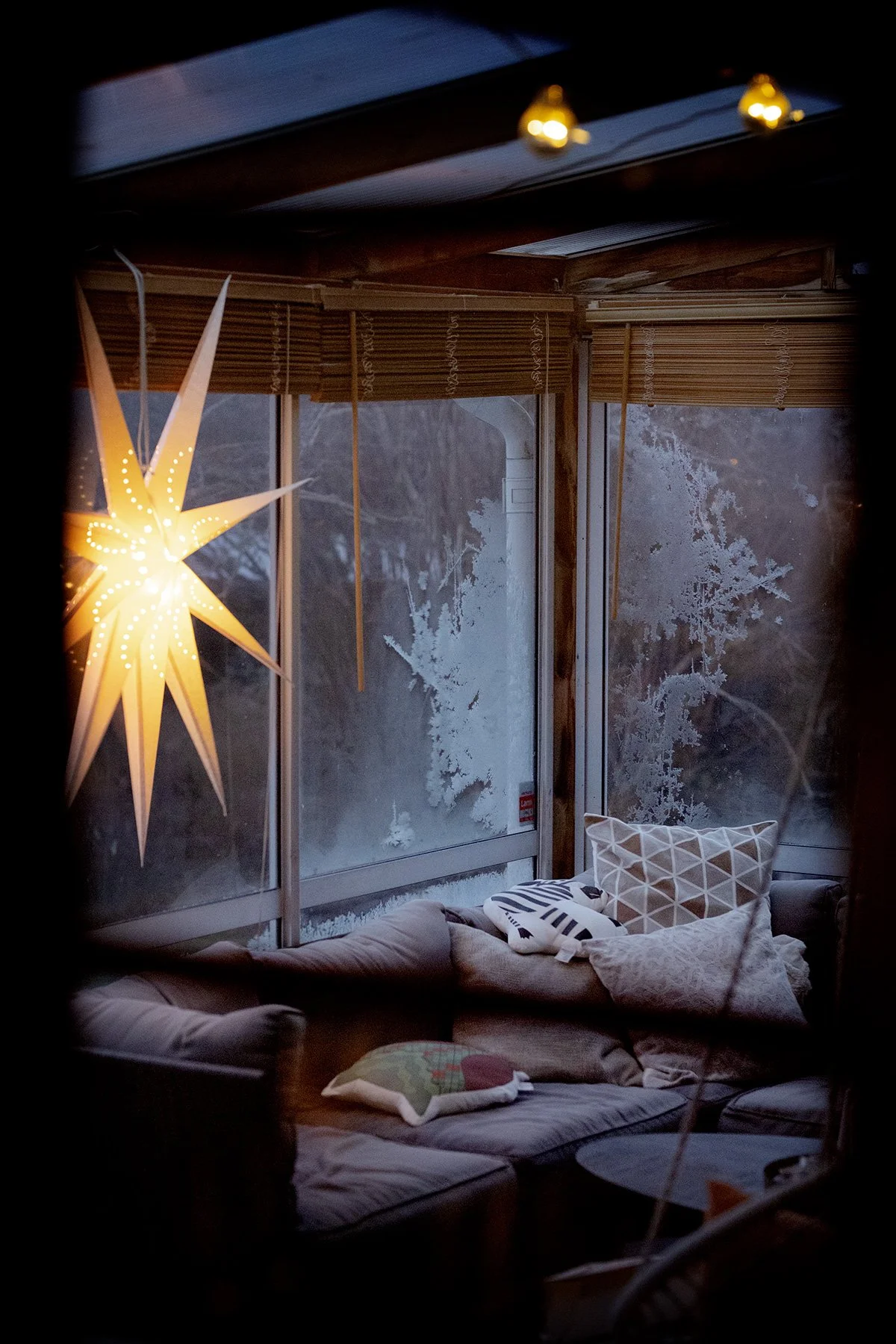 blogg-241212tradgardenfrostmorgon1.jpg