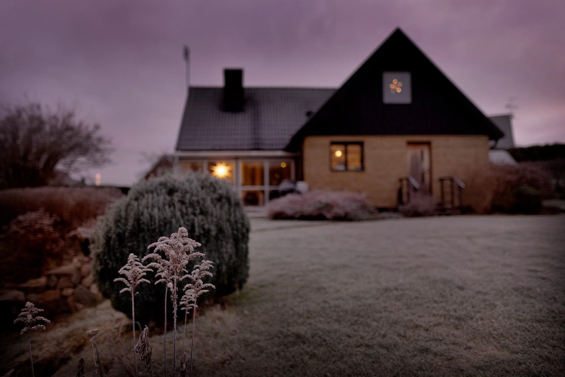 blogg-241212tradgardenfrostmorgon2.jpg
