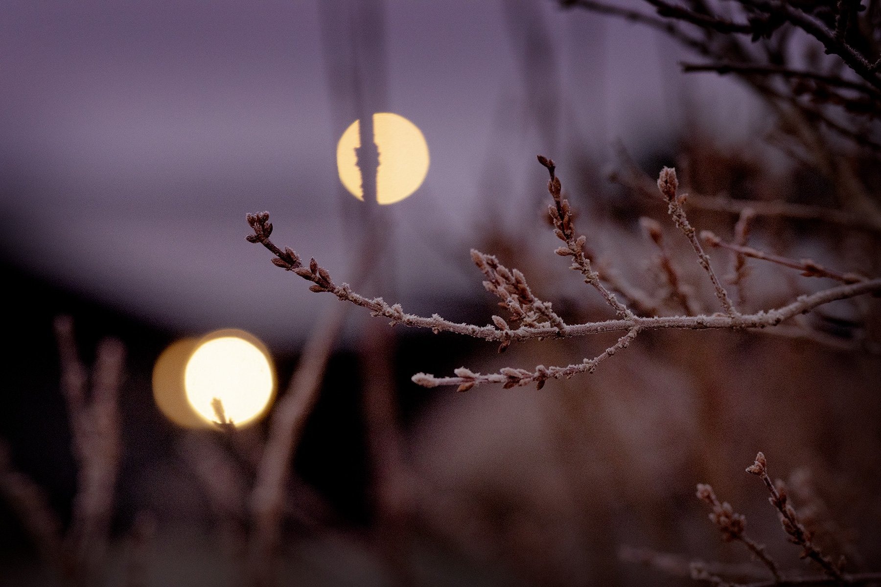 blogg-241212tradgardenfrostmorgon3.jpg