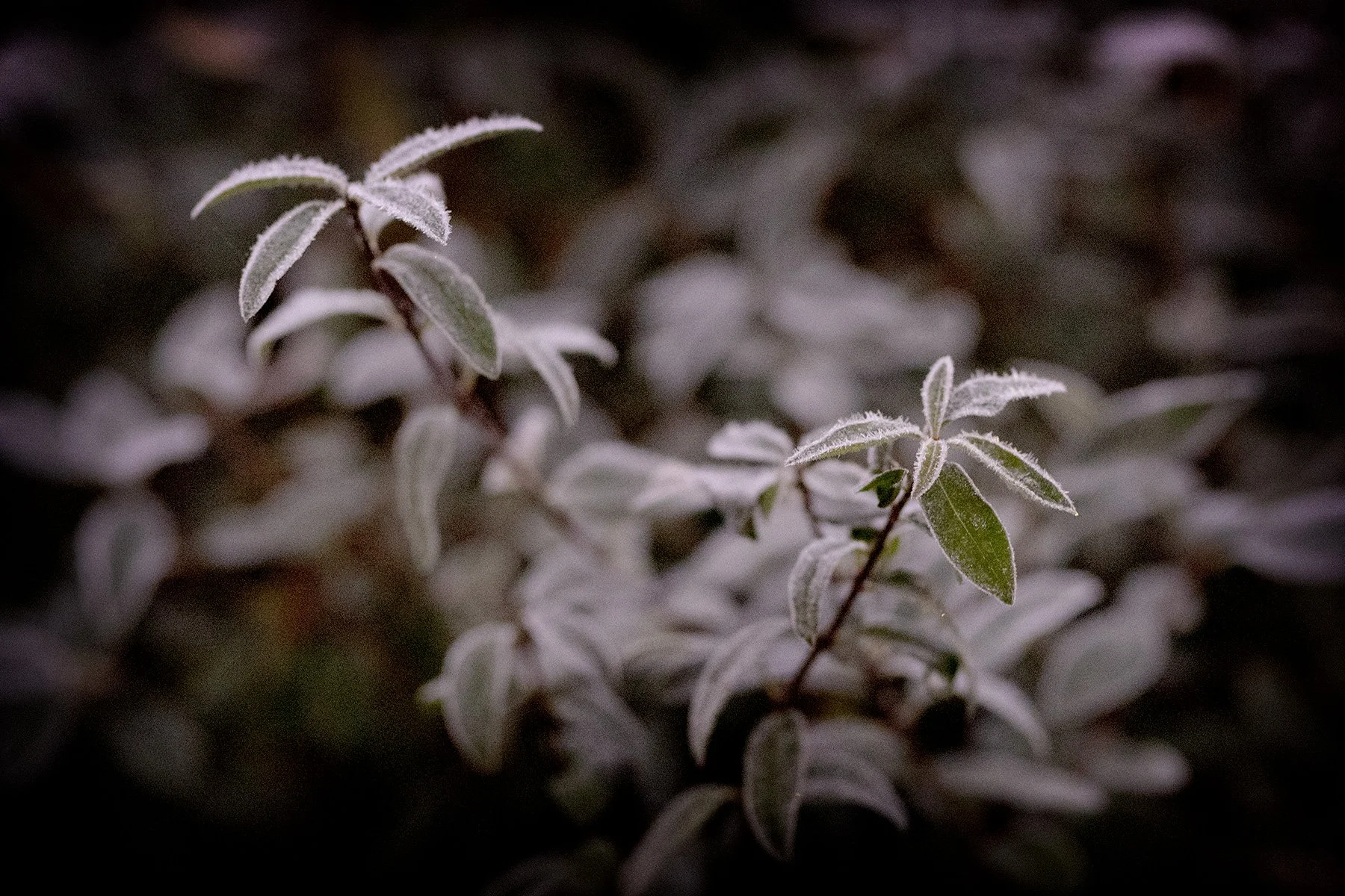 blogg-241212tradgardenfrostmorgon4.jpg