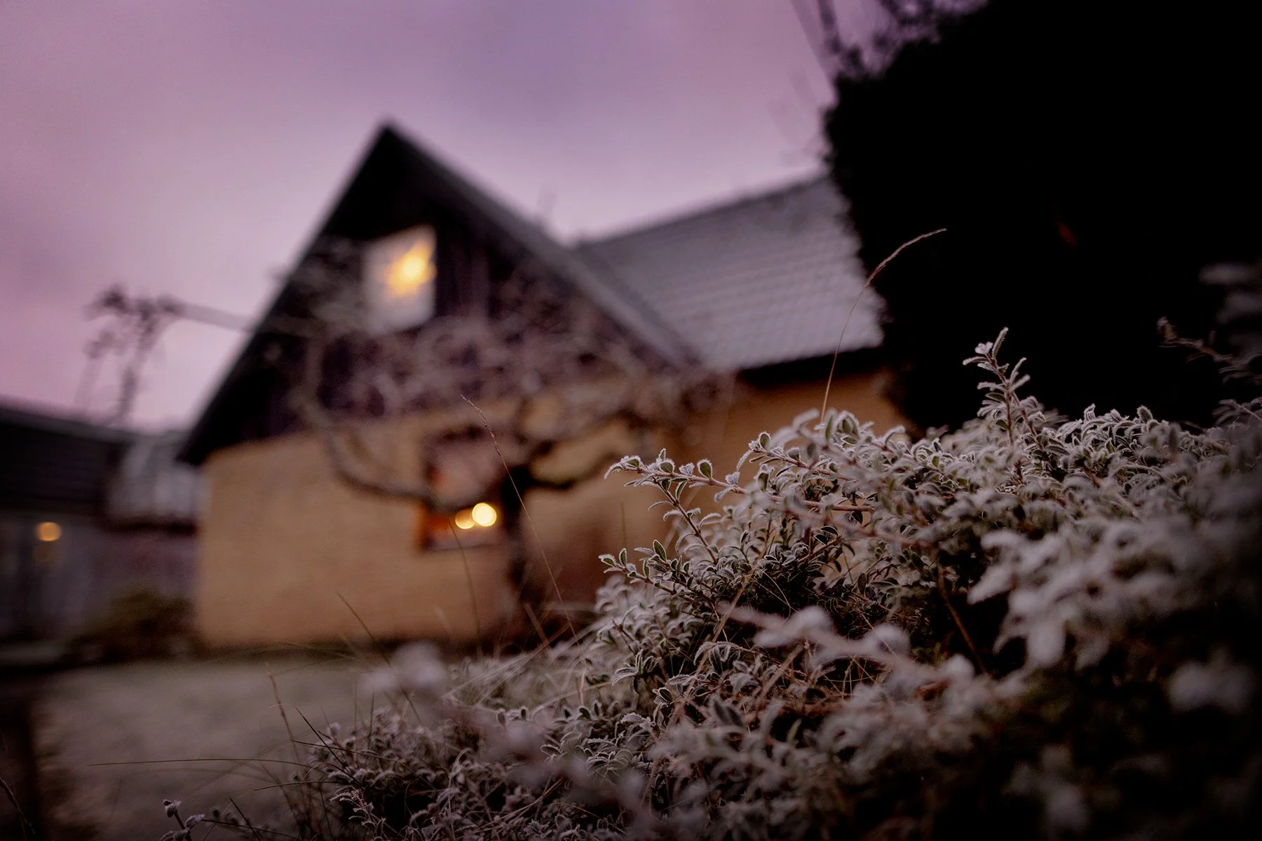 blogg-241212tradgardenfrostmorgon5.jpg