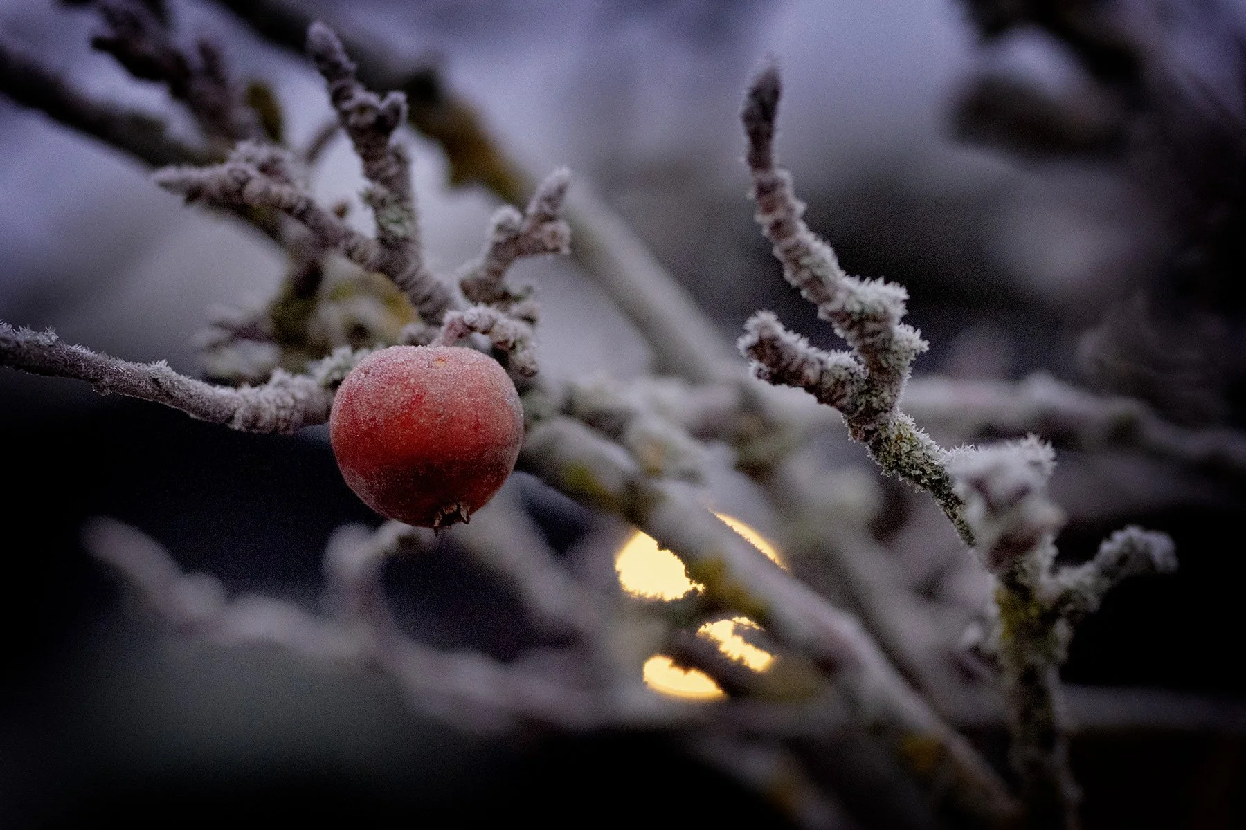 blogg-241212tradgardenfrostmorgon7.jpg