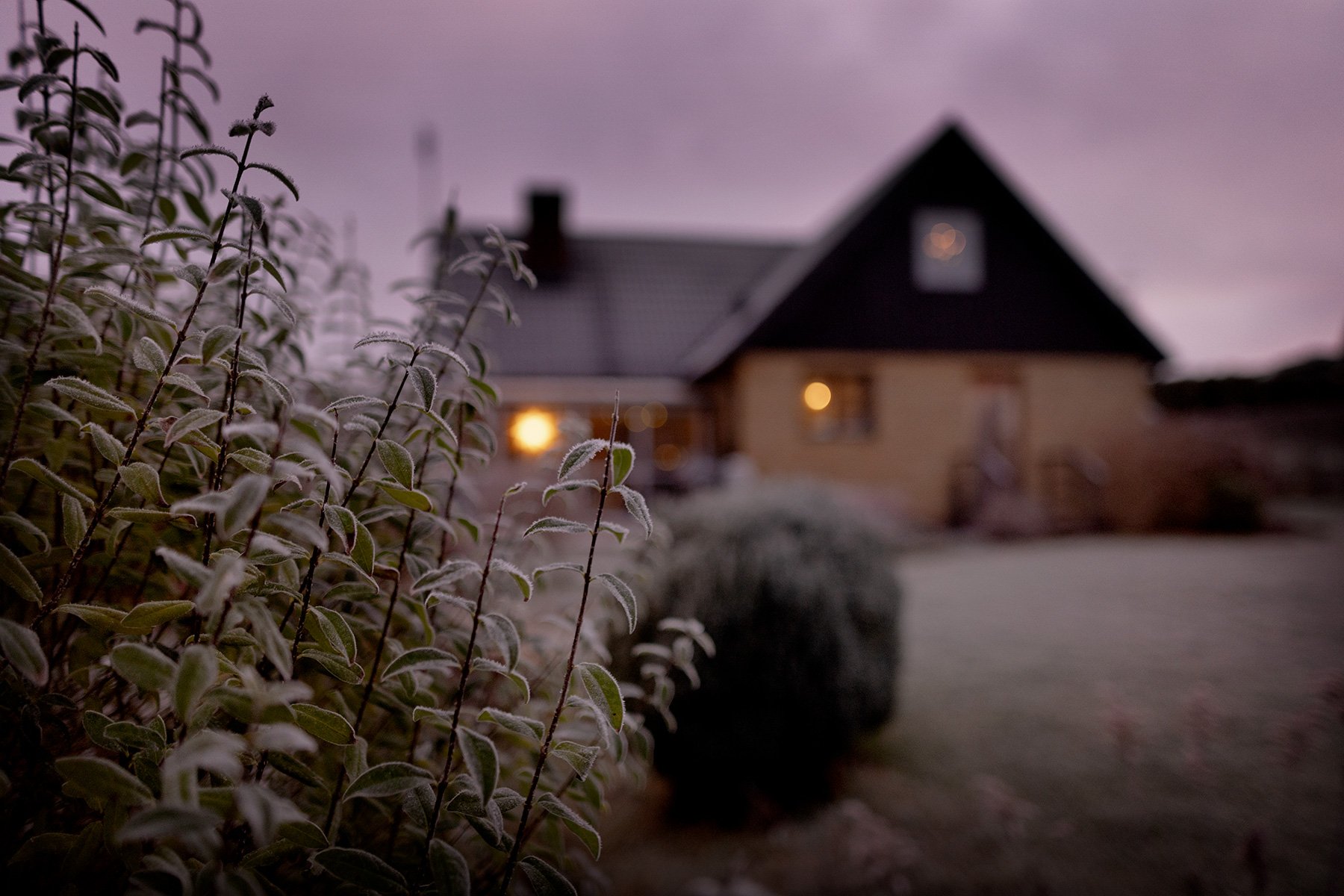 blogg-241212tradgardenfrostmorgon8.jpg