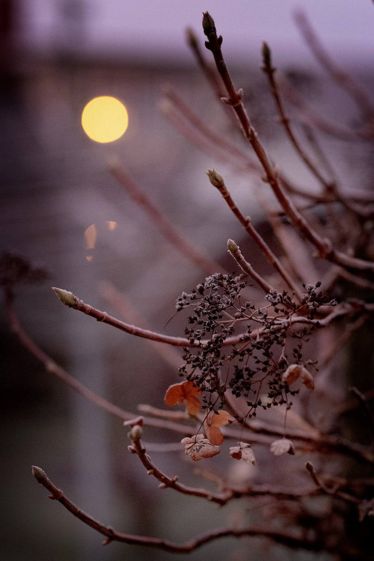 blogg-241212tradgardenfrostmorgon9.jpg