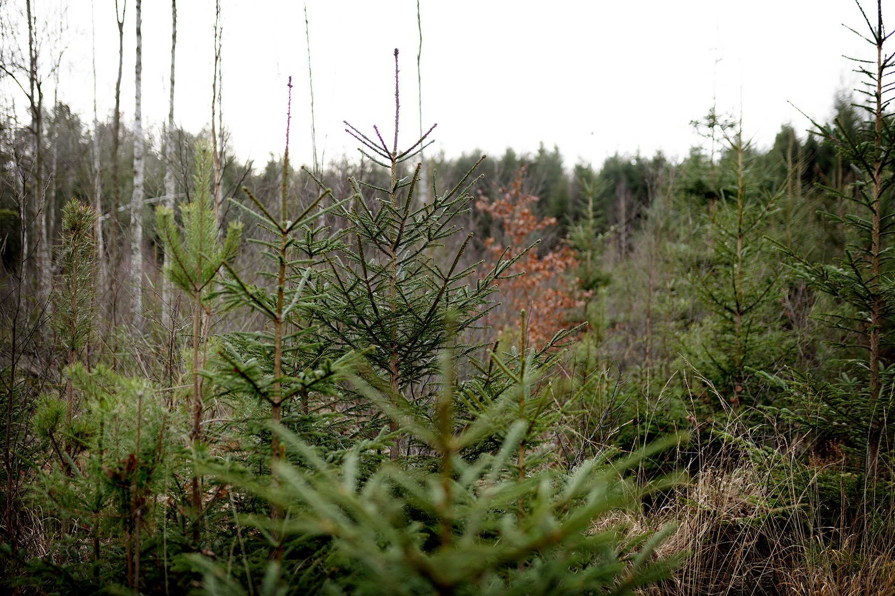 blogg-241216granhuggning4.jpg