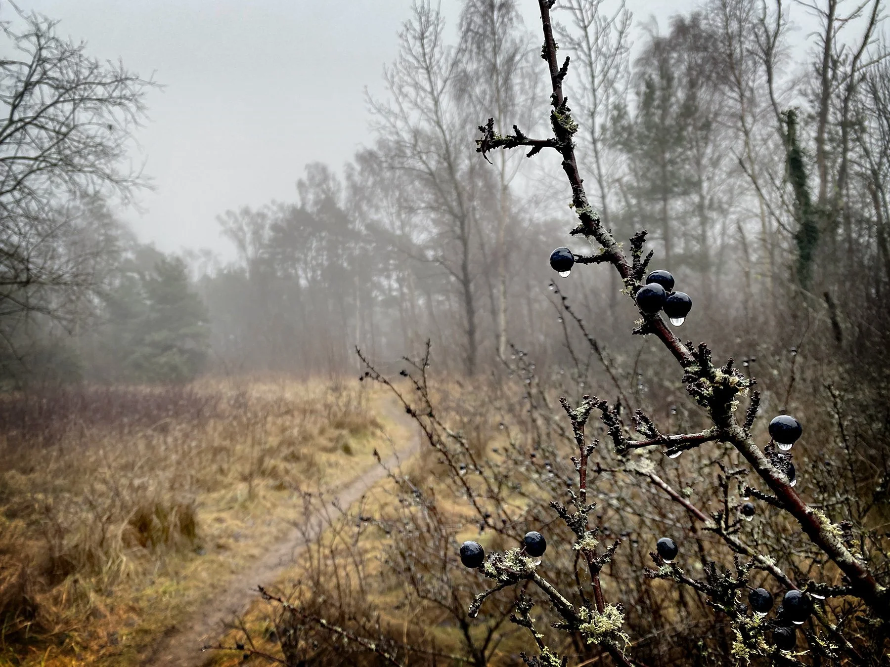 blogg-241225juldagendimpromenad1.jpg
