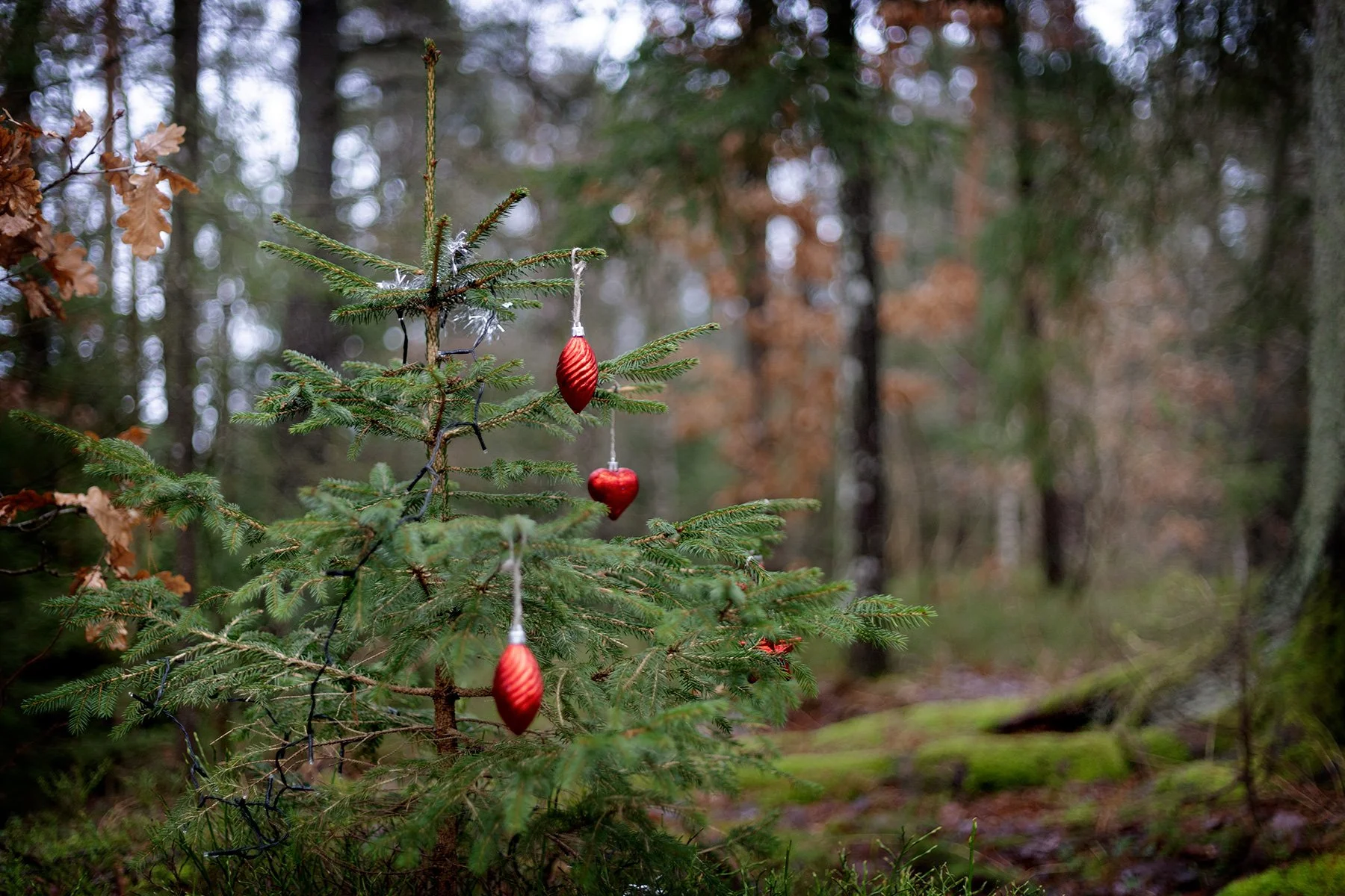 blogg-241226veddigeslingan2.jpg