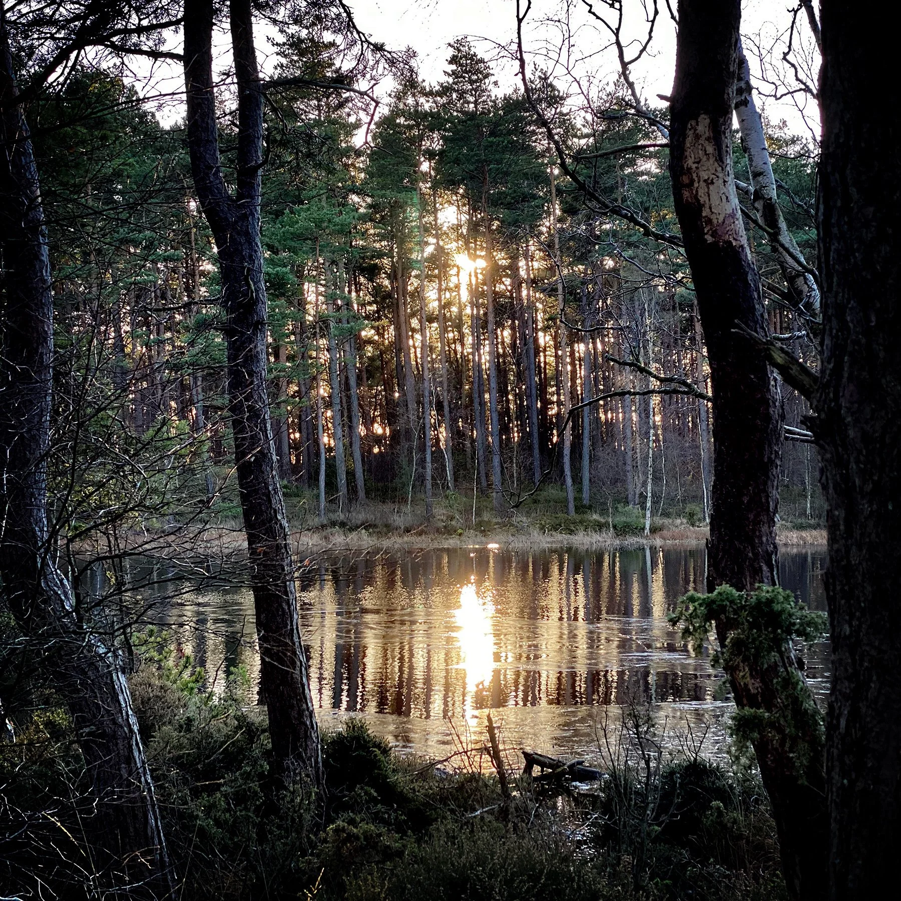 blogg-250102vindskyddet3.jpg