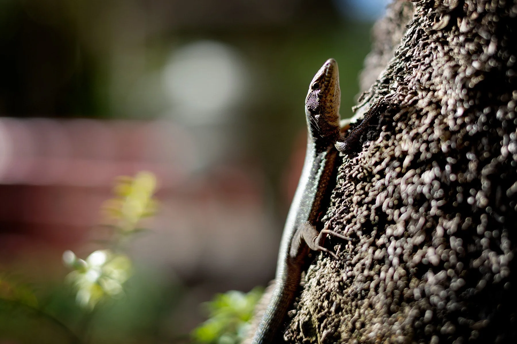 blogg-250128madeira-monte10.jpg