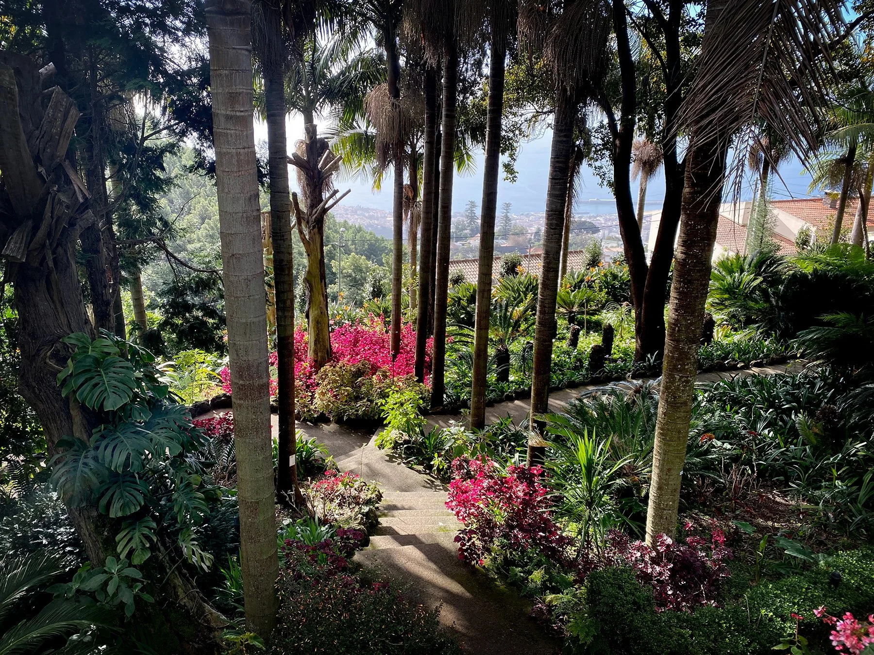 blogg-250128madeira-monte12.jpg