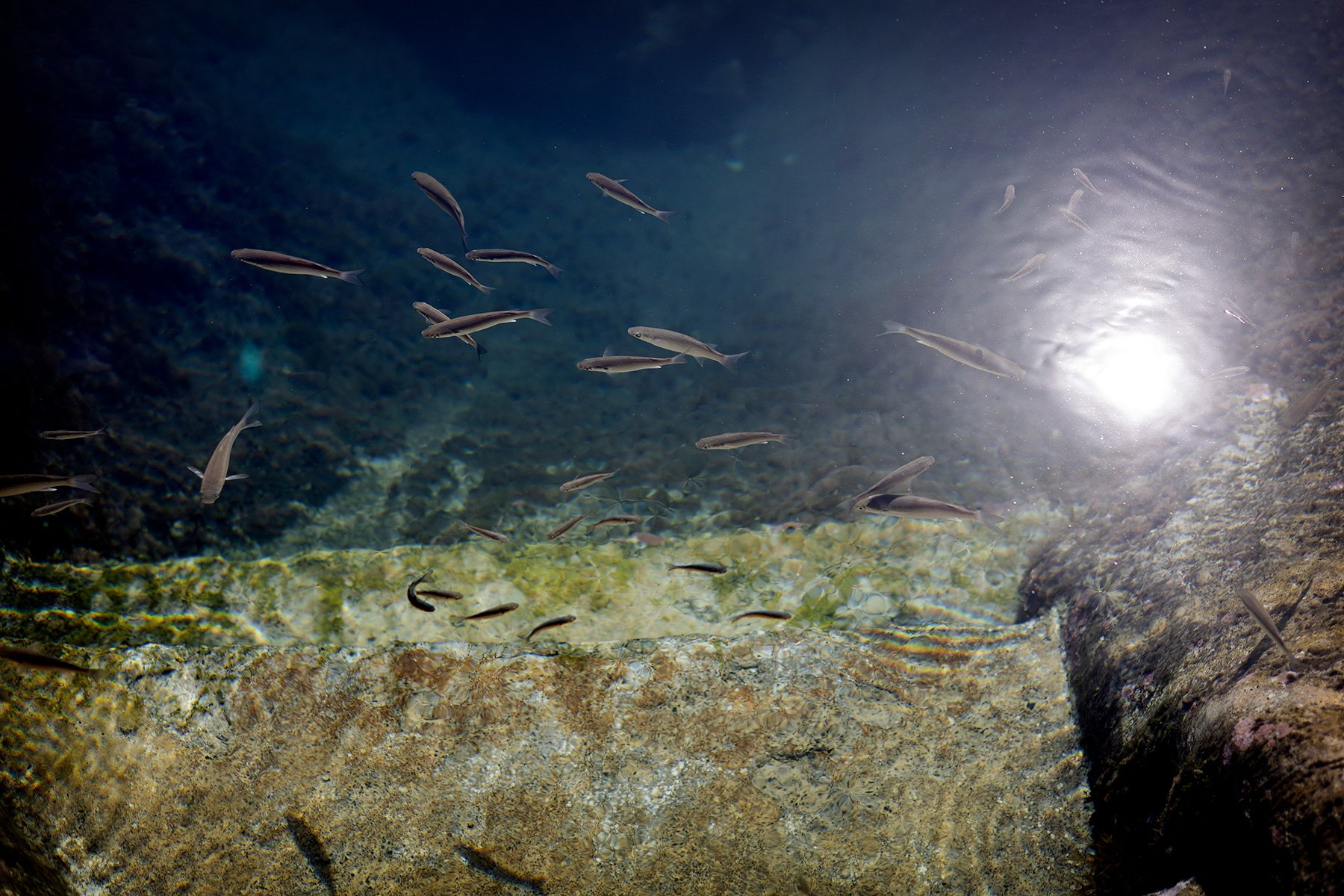 blogg-250201madeira-docadocavacas30.jpg