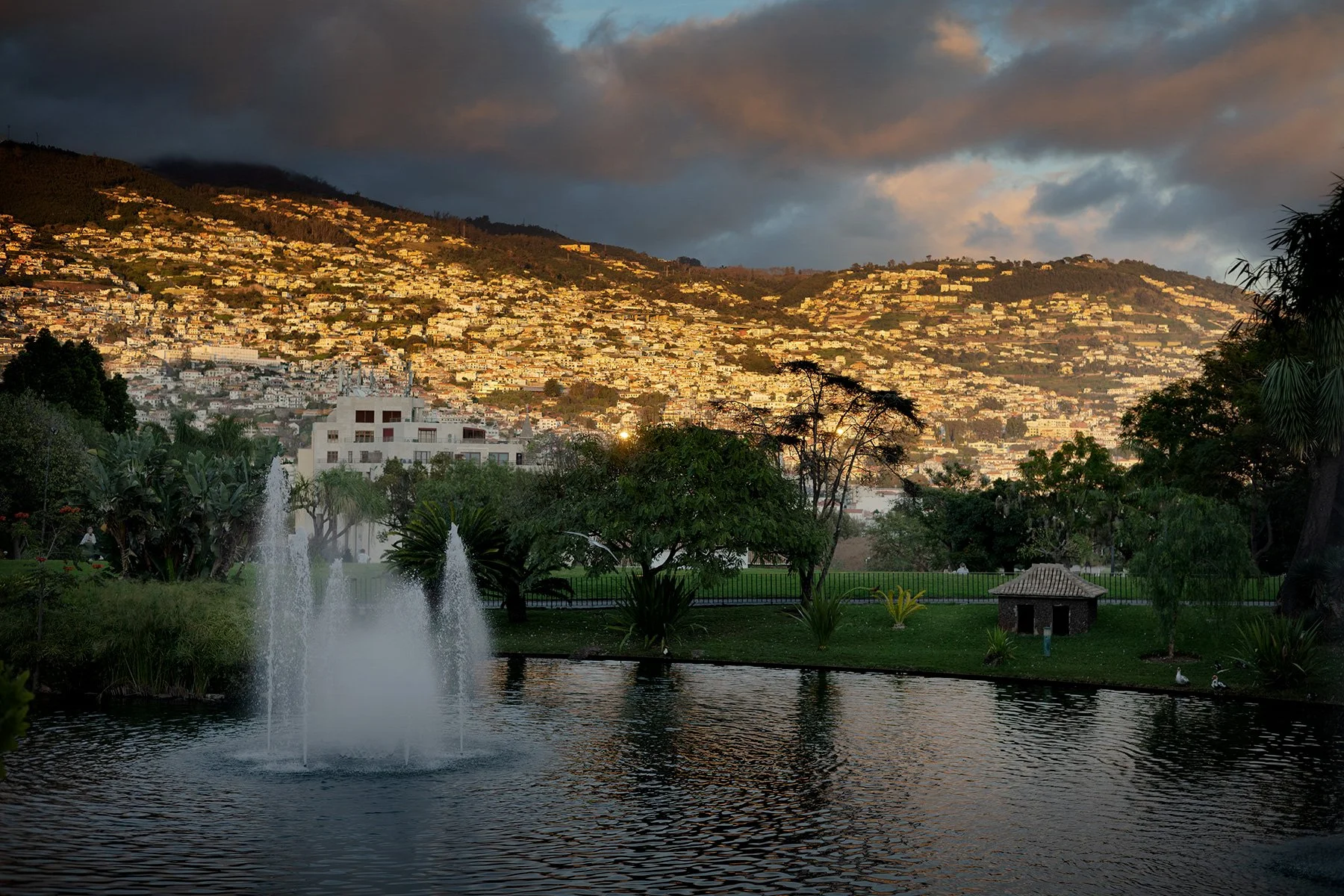 blogg-250201madeira-papegojkvall15.jpg