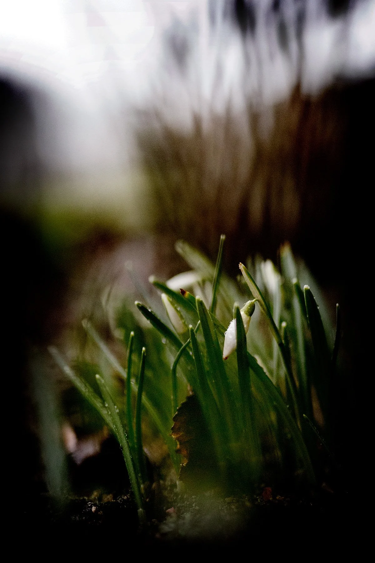 blogg-250204snodroppar.jpg