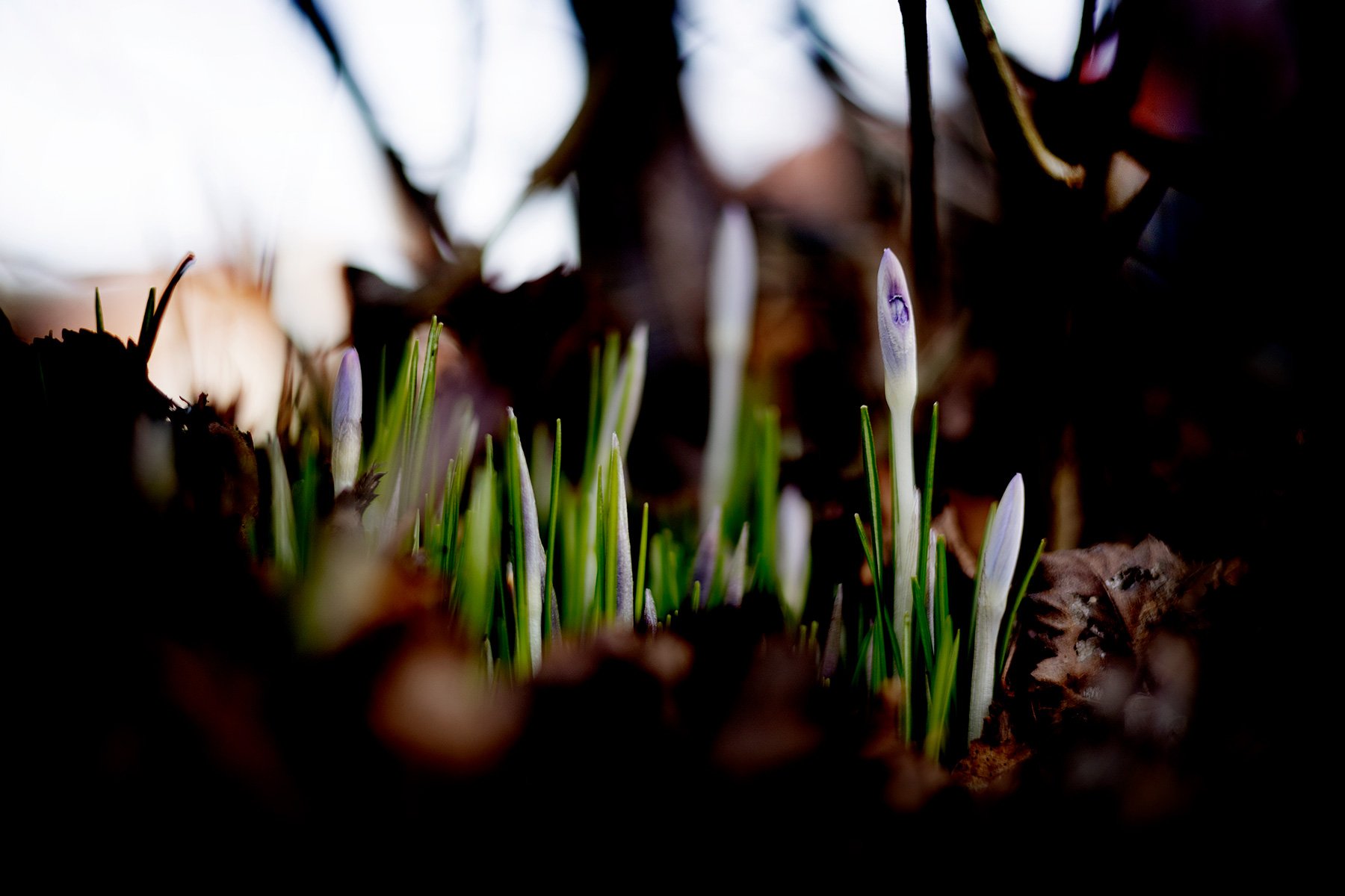blogg-250213krokus.jpg