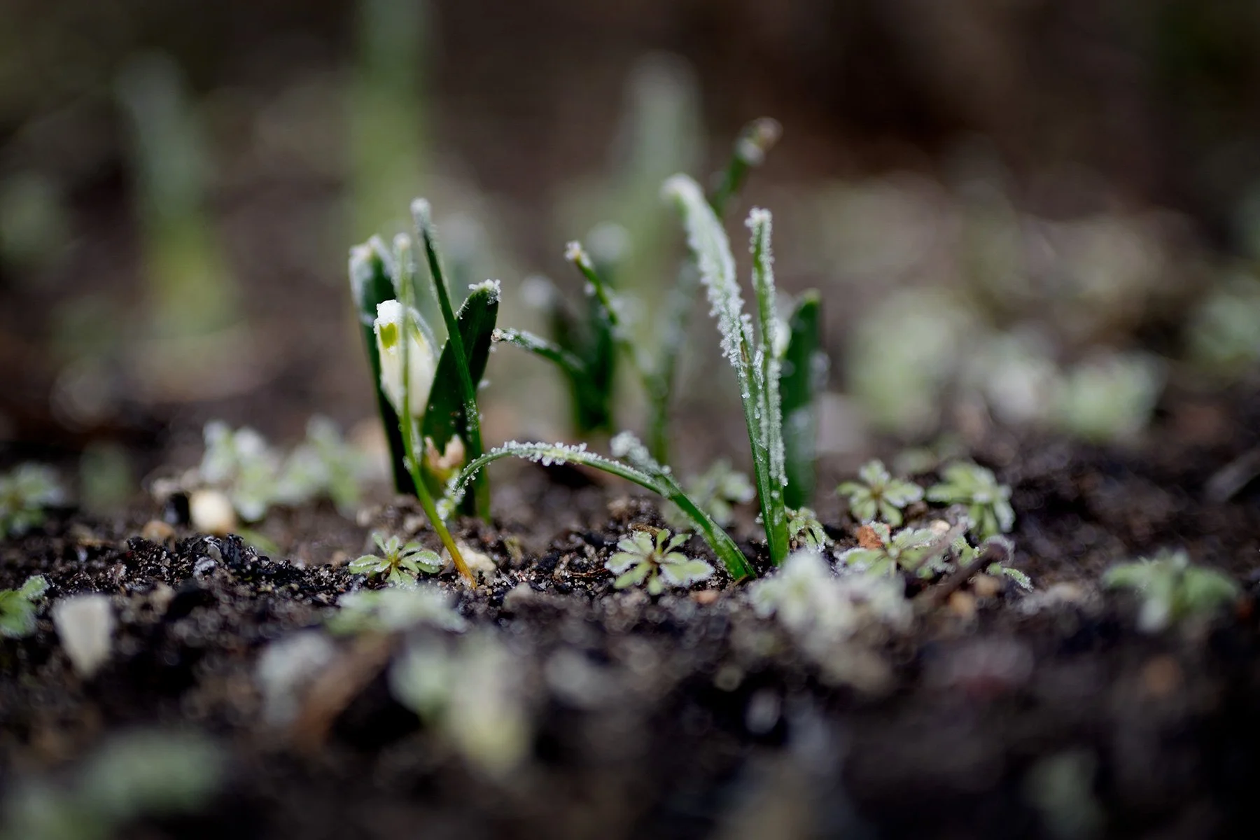blogg-250219isdimma6.jpg